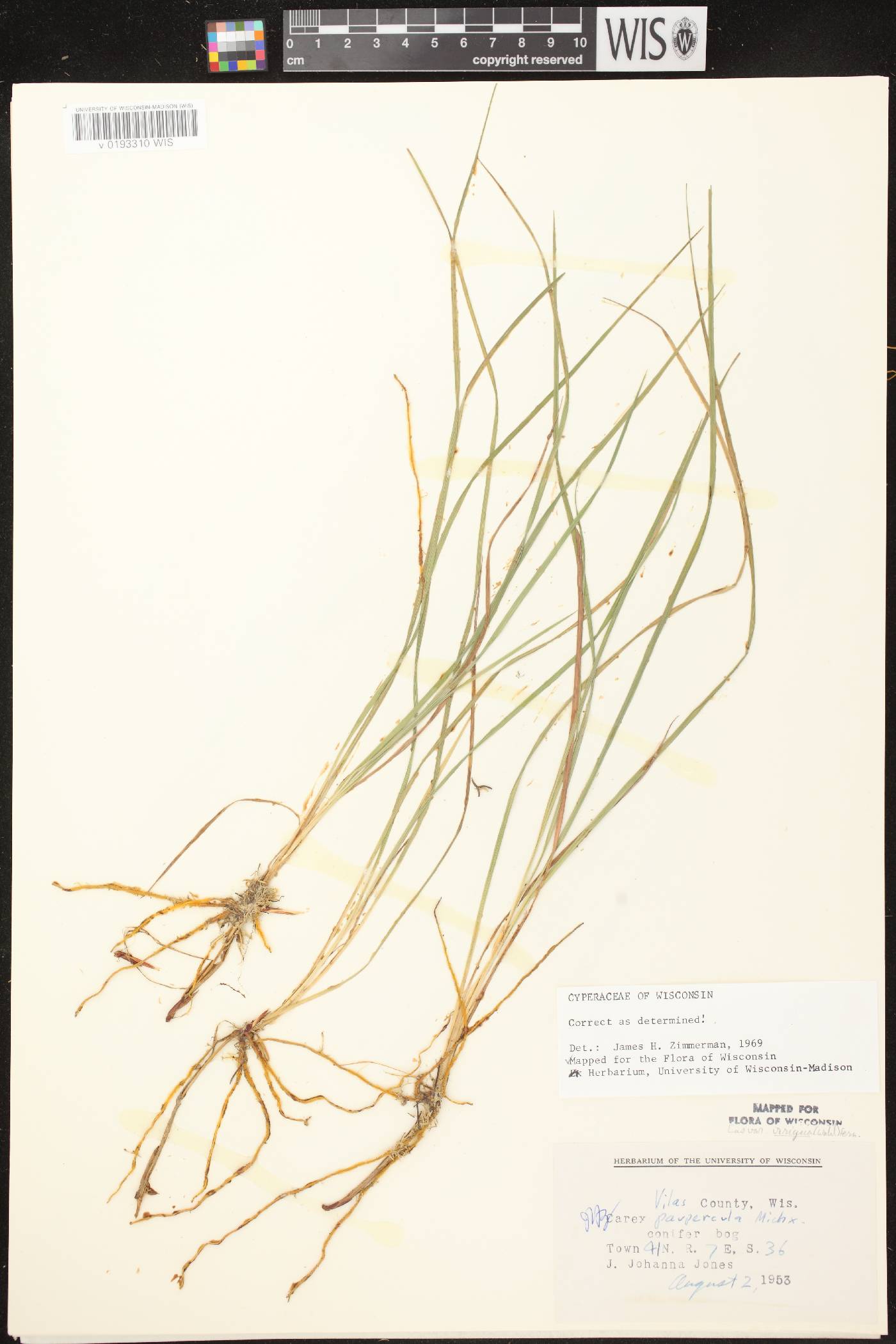 Carex magellanica image