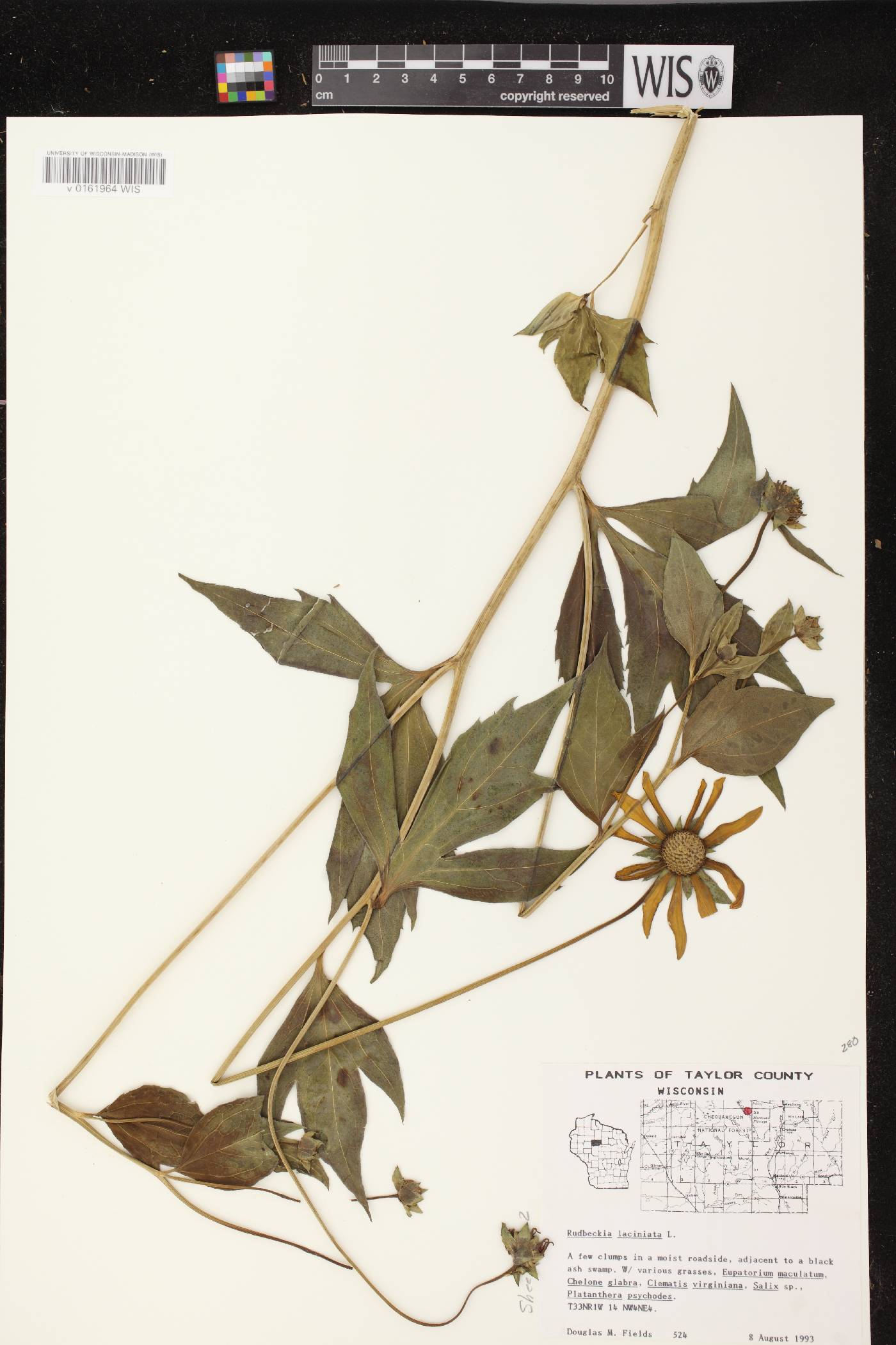Rudbeckia laciniata image