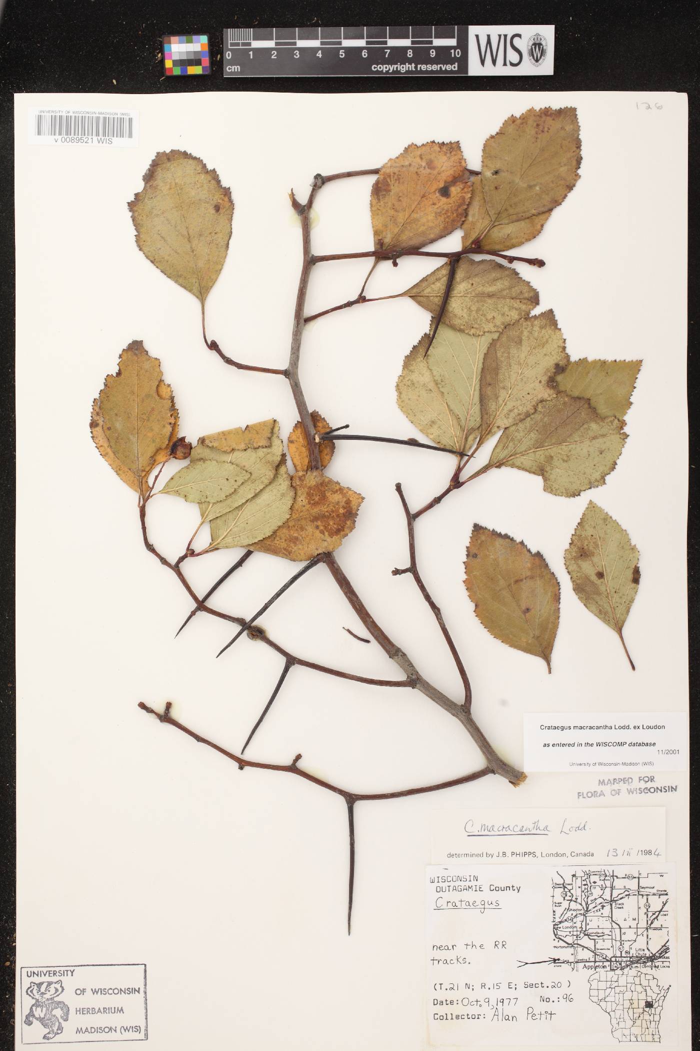 Crataegus macracantha image
