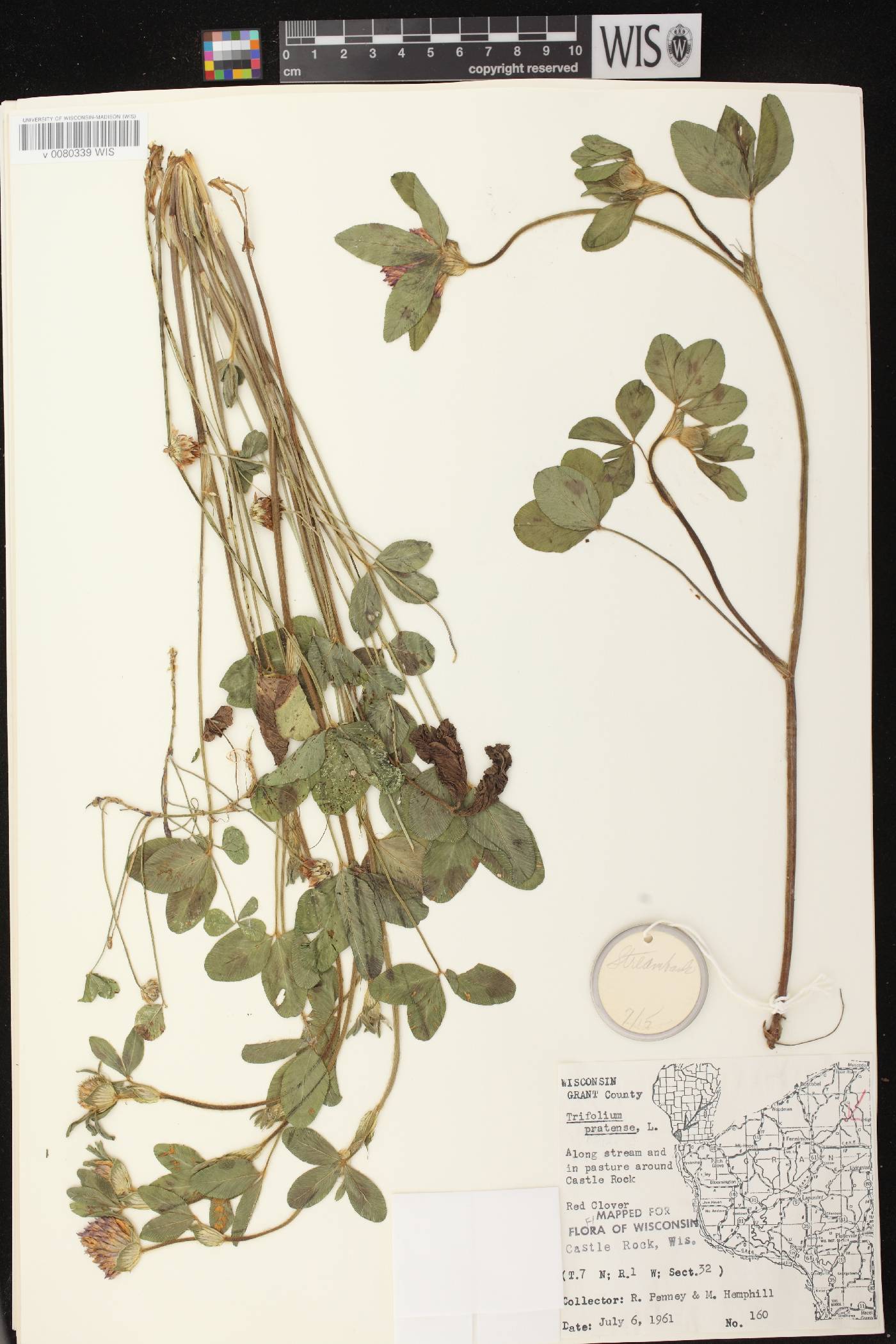 Trifolium pratense image