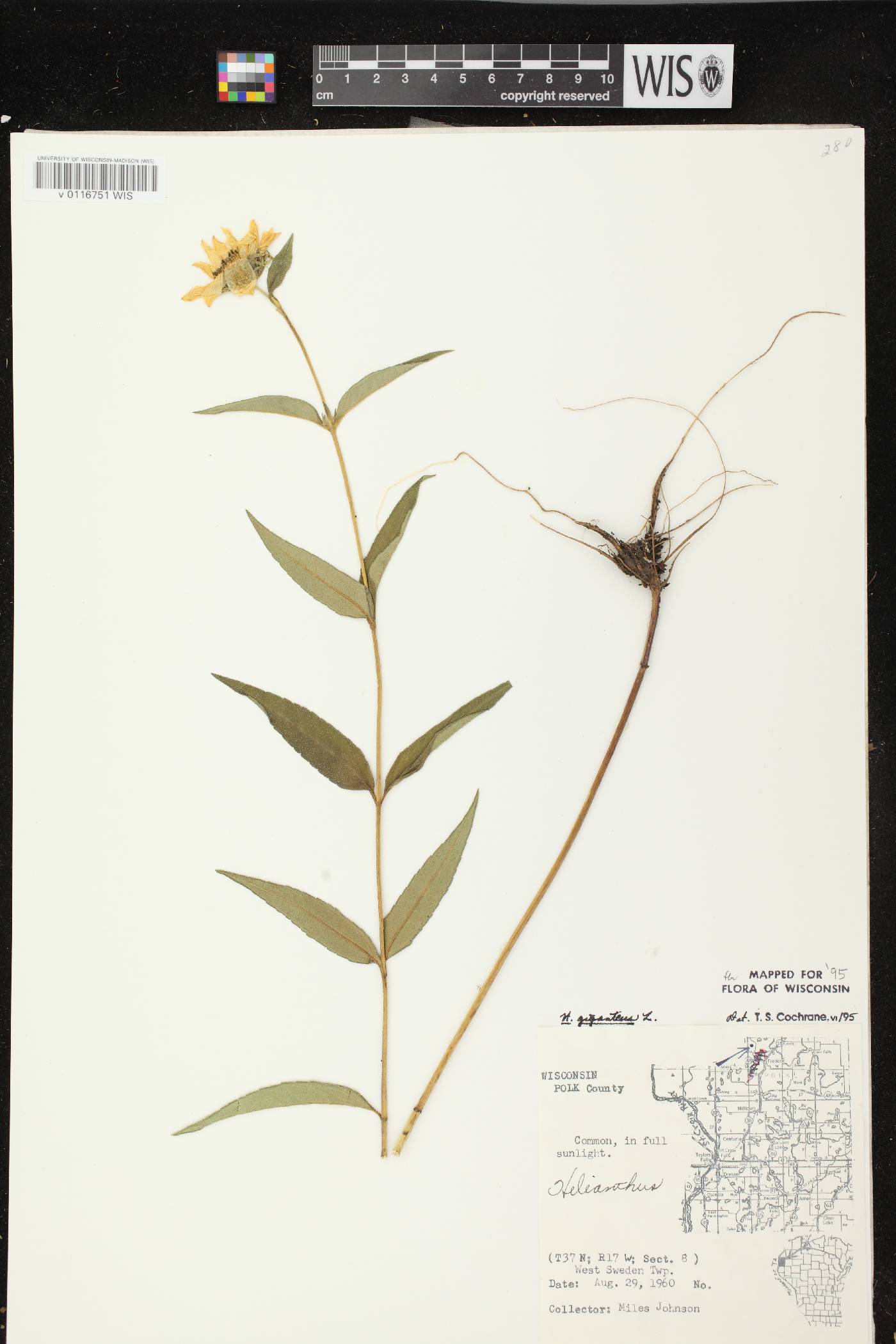 Helianthus giganteus image