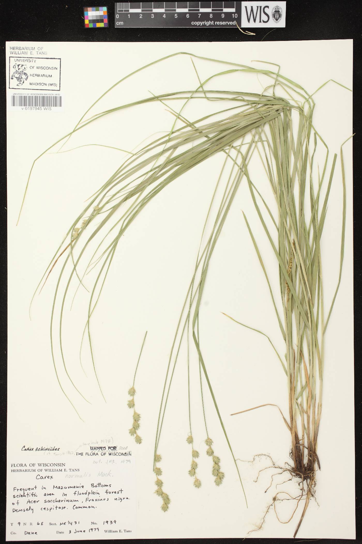 Carex echinodes image