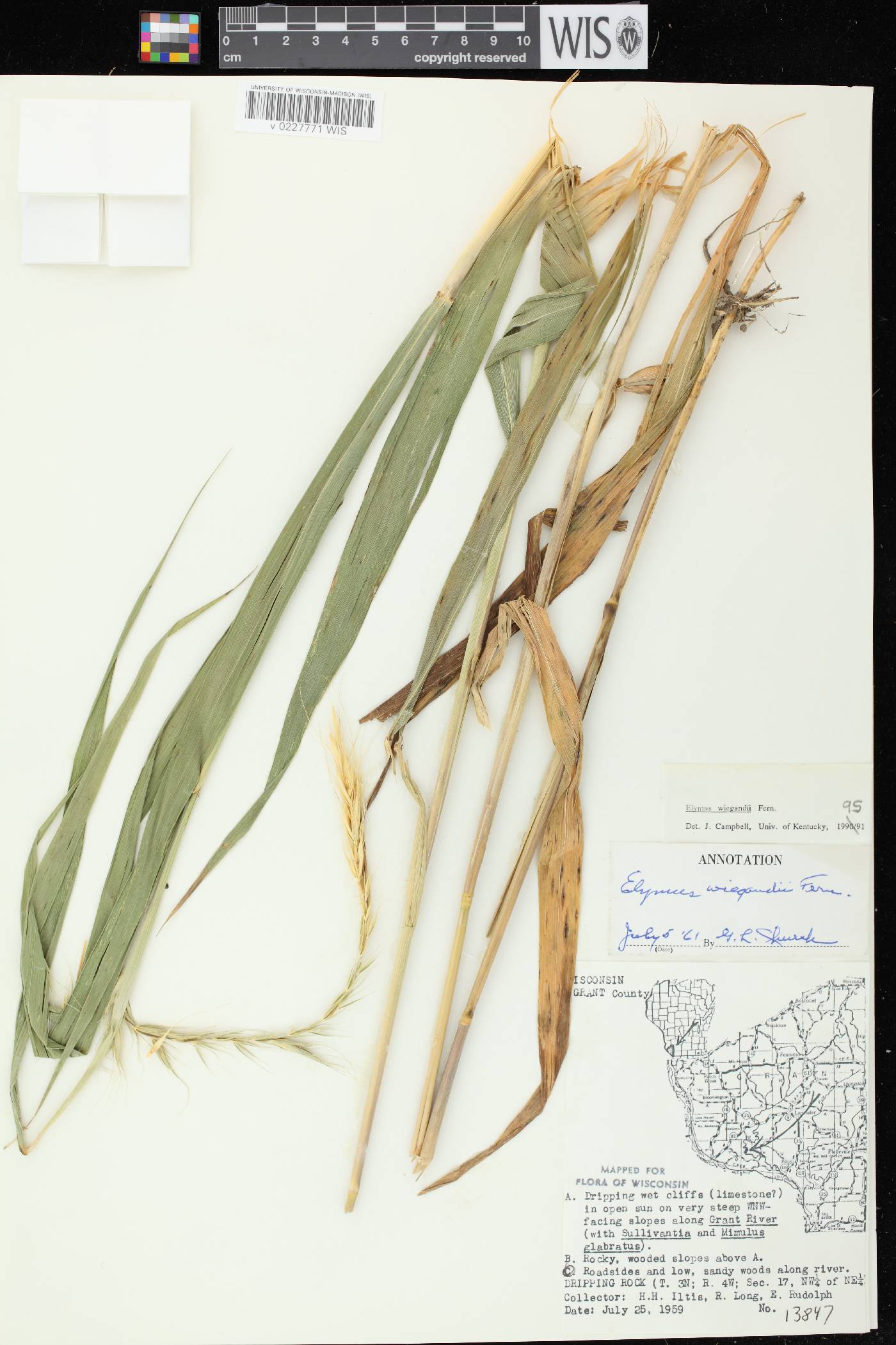 Elymus wiegandii image