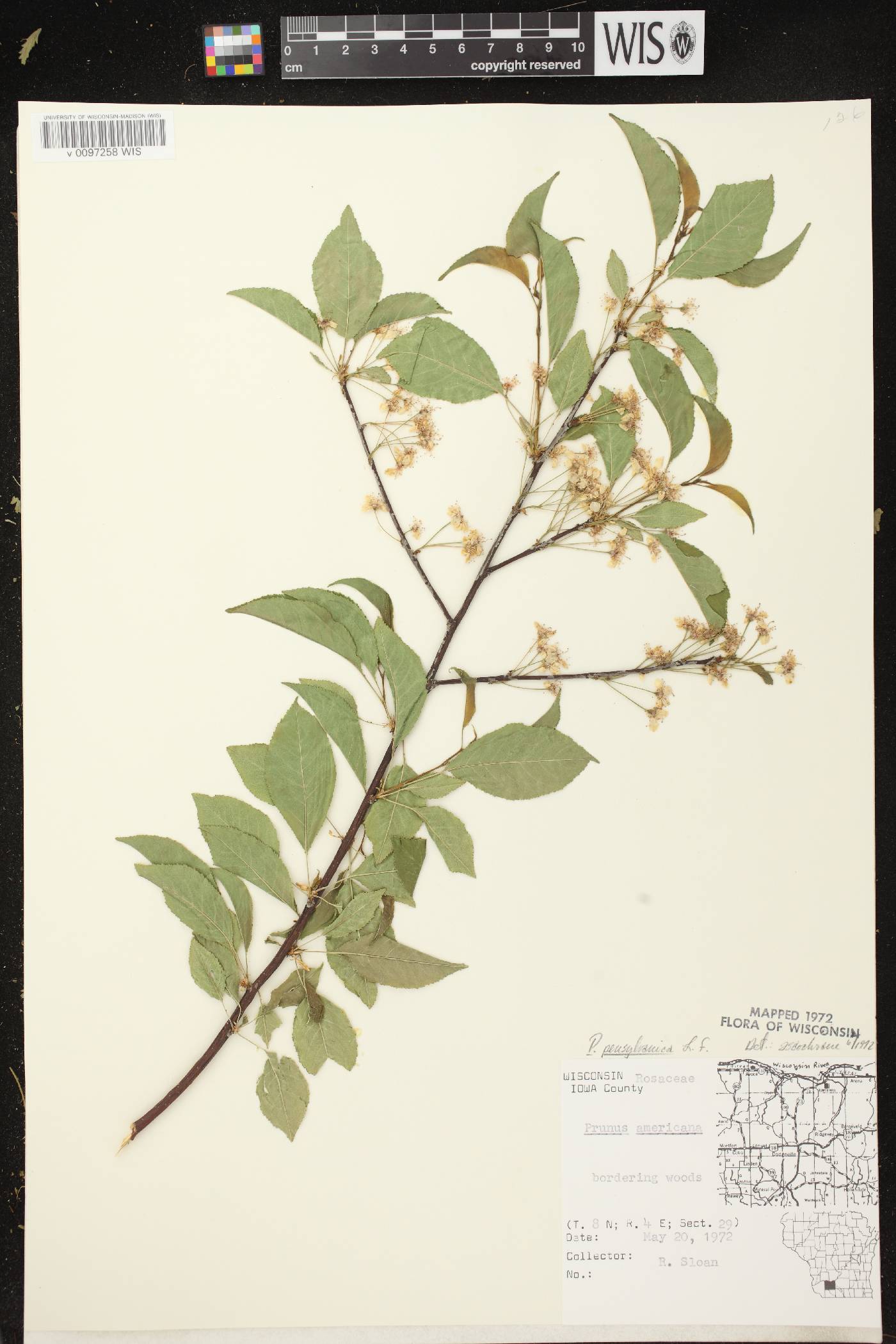 Prunus pensylvanica image