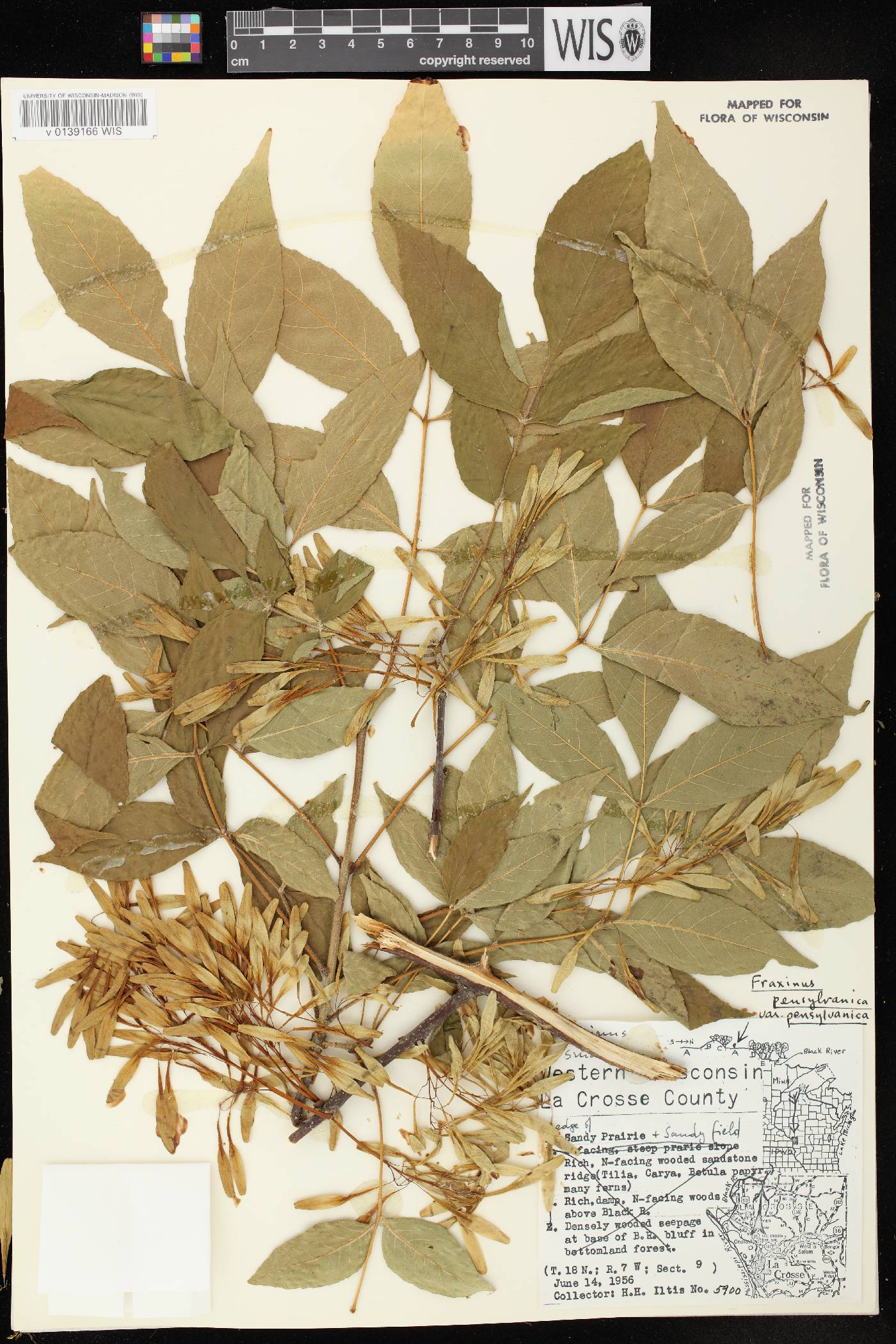 Fraxinus pennsylvanica image