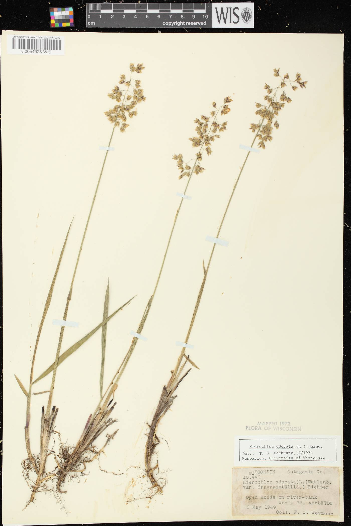 Anthoxanthum hirtum subsp. arcticum image