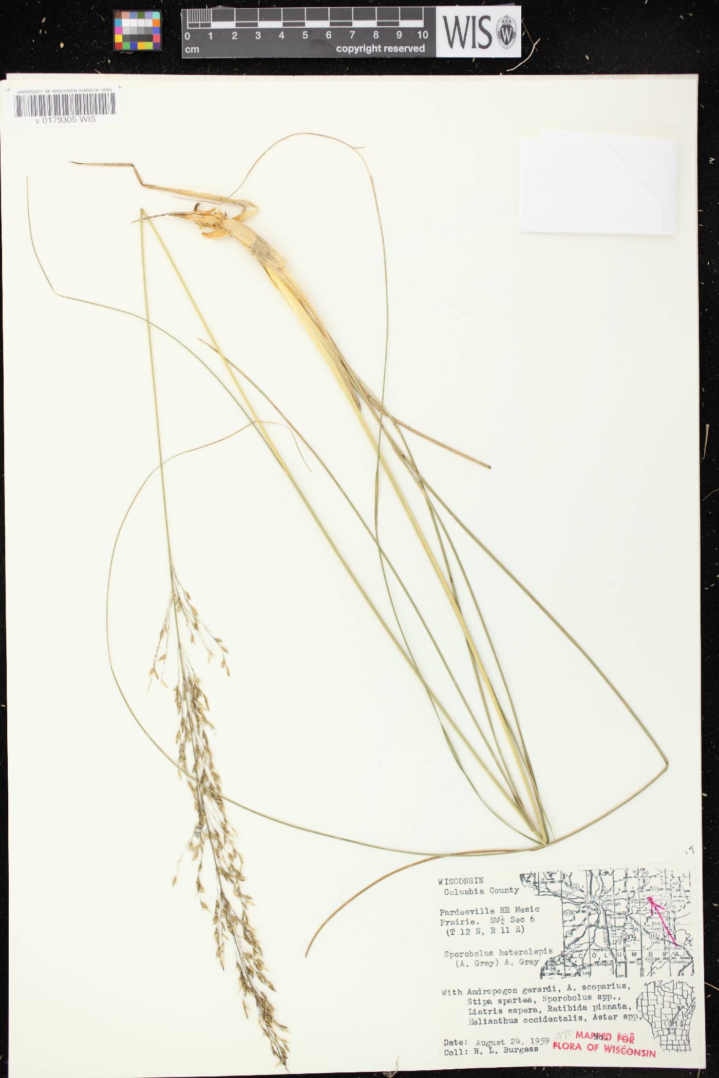 Sporobolus heterolepis image