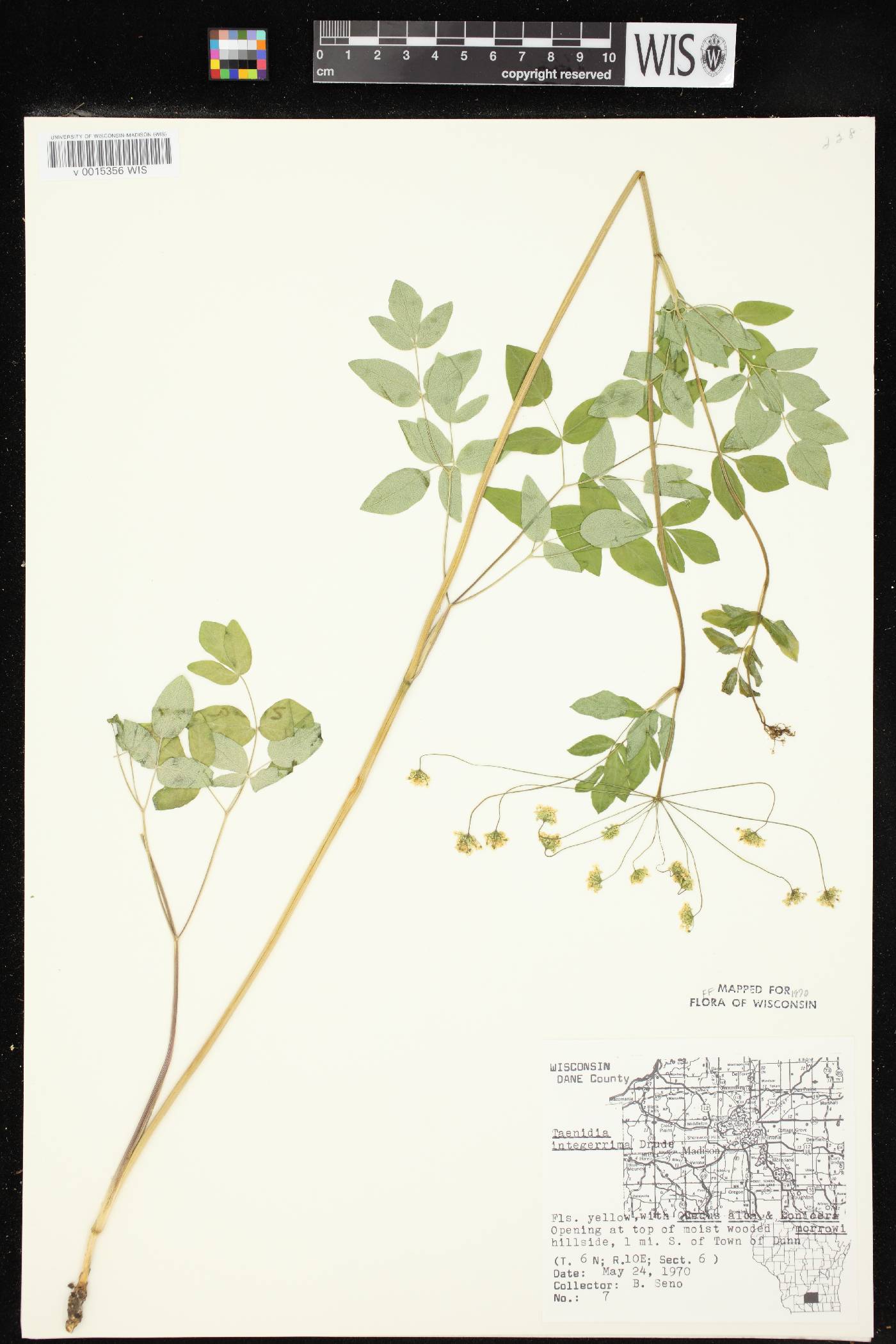 Taenidia integerrima image