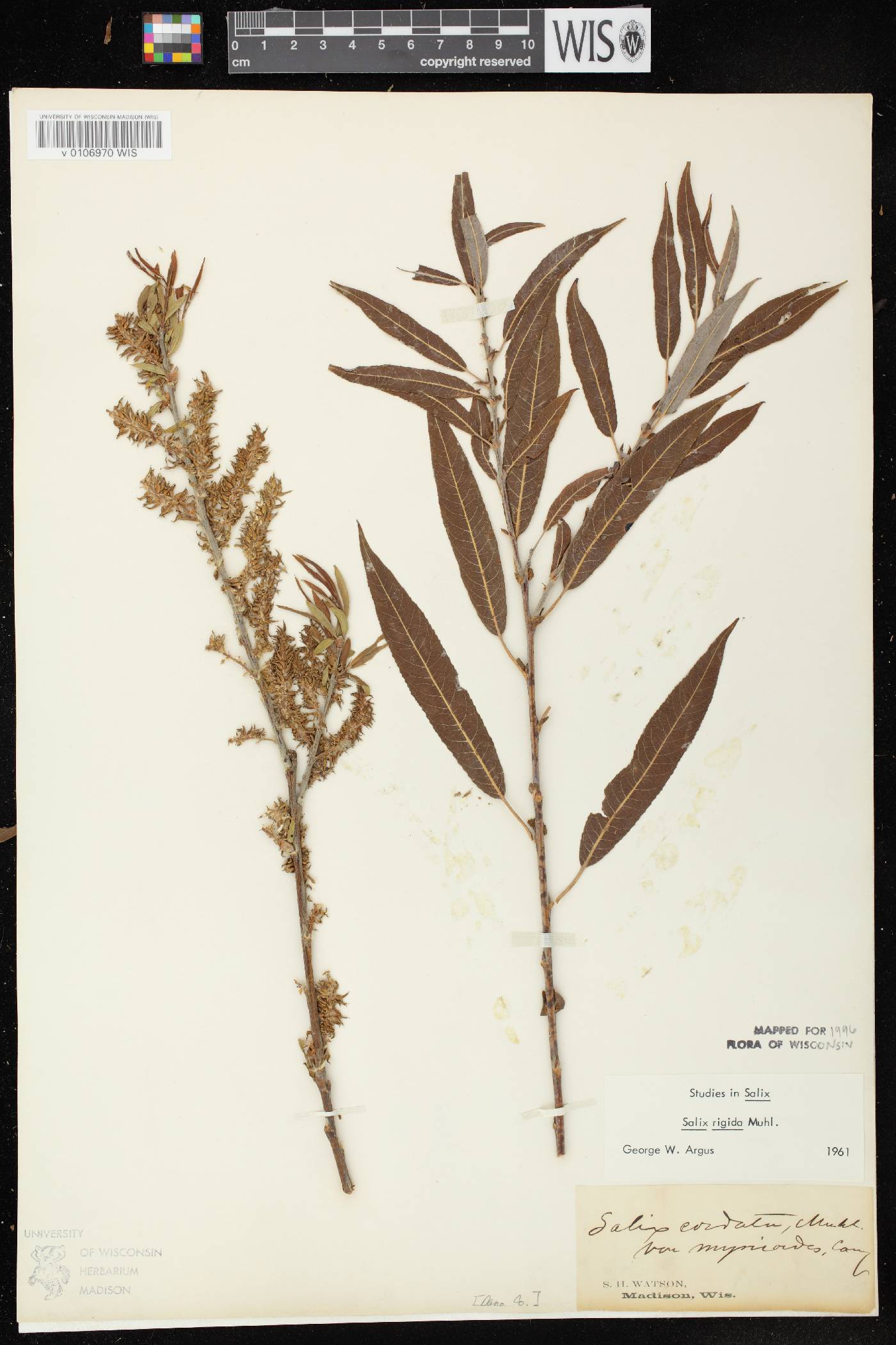 Salix eriocephala image