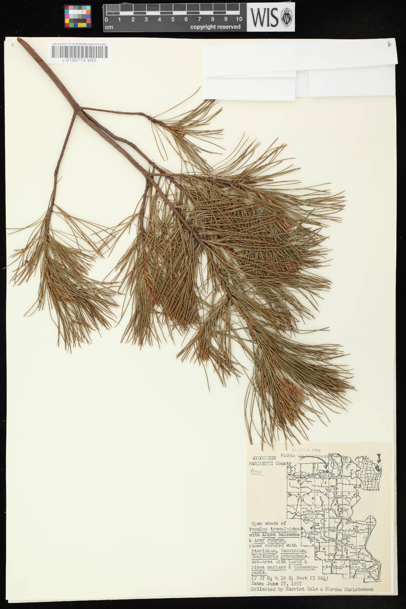 Pinus strobus image