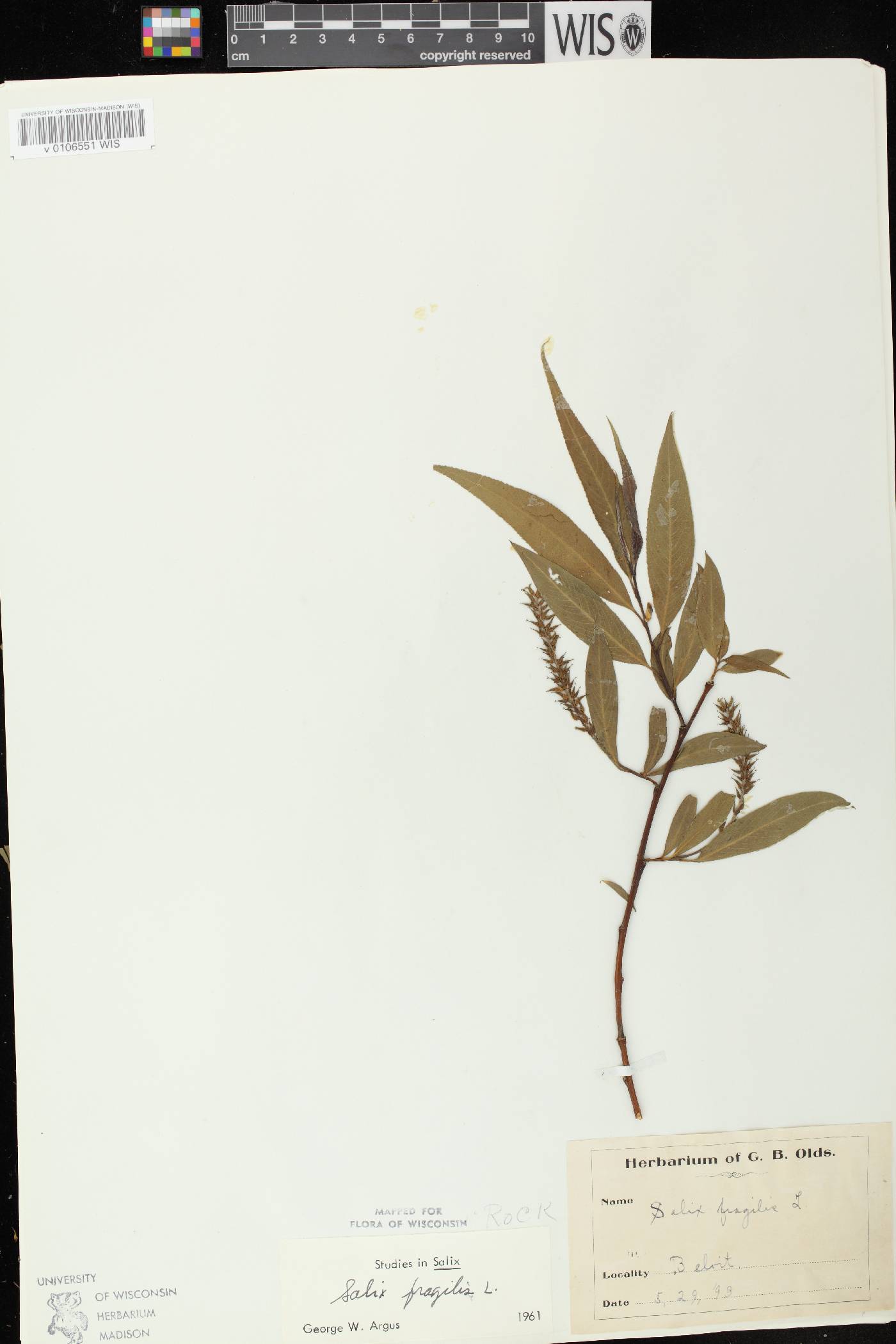 Salix x fragilis image