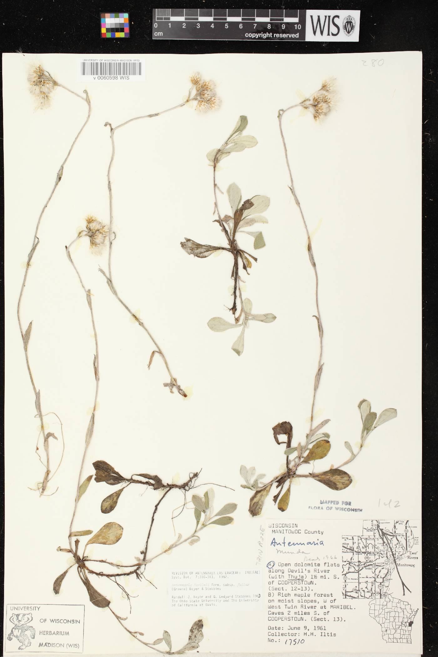 Antennaria parlinii subsp. fallax image