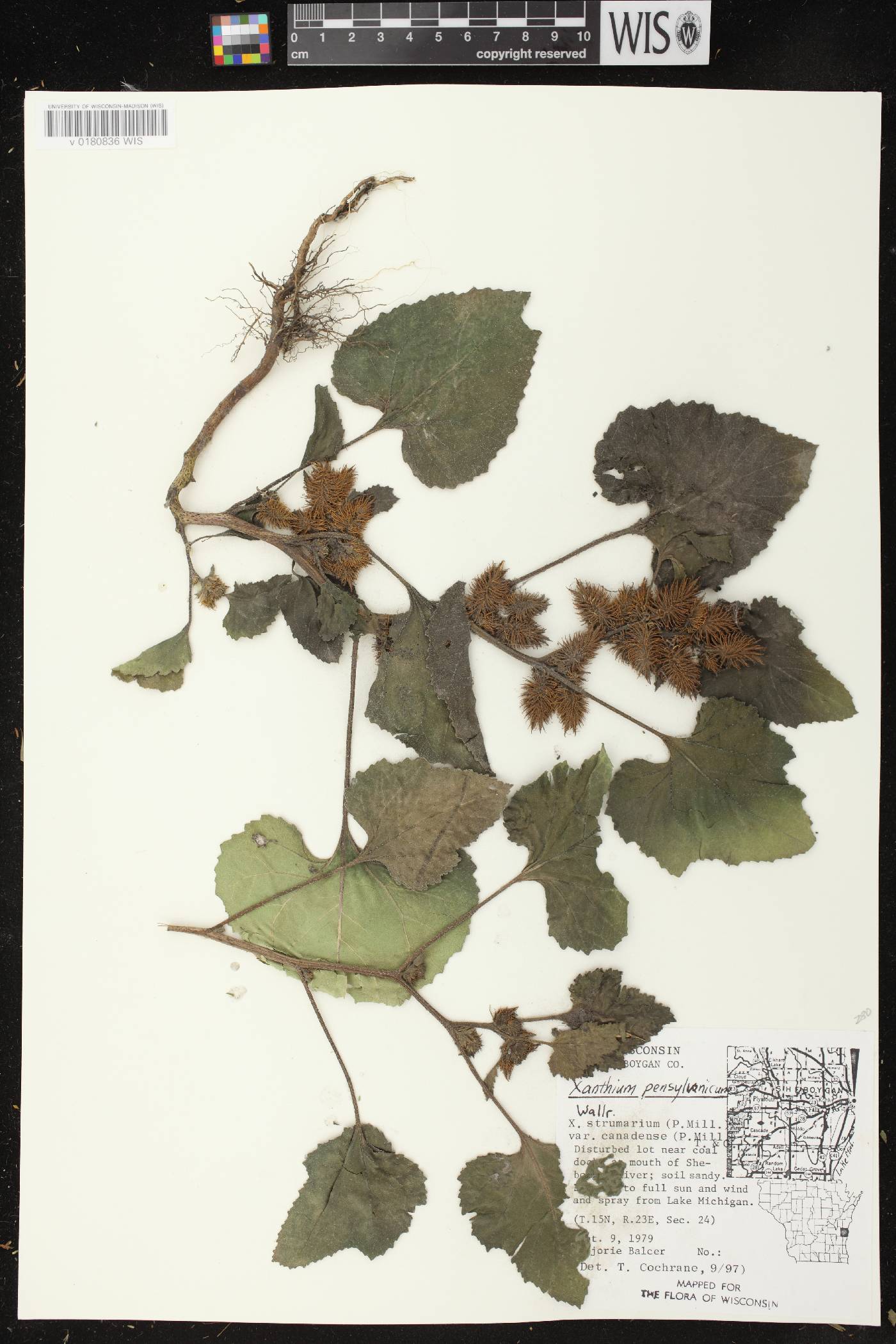 Xanthium strumarium image