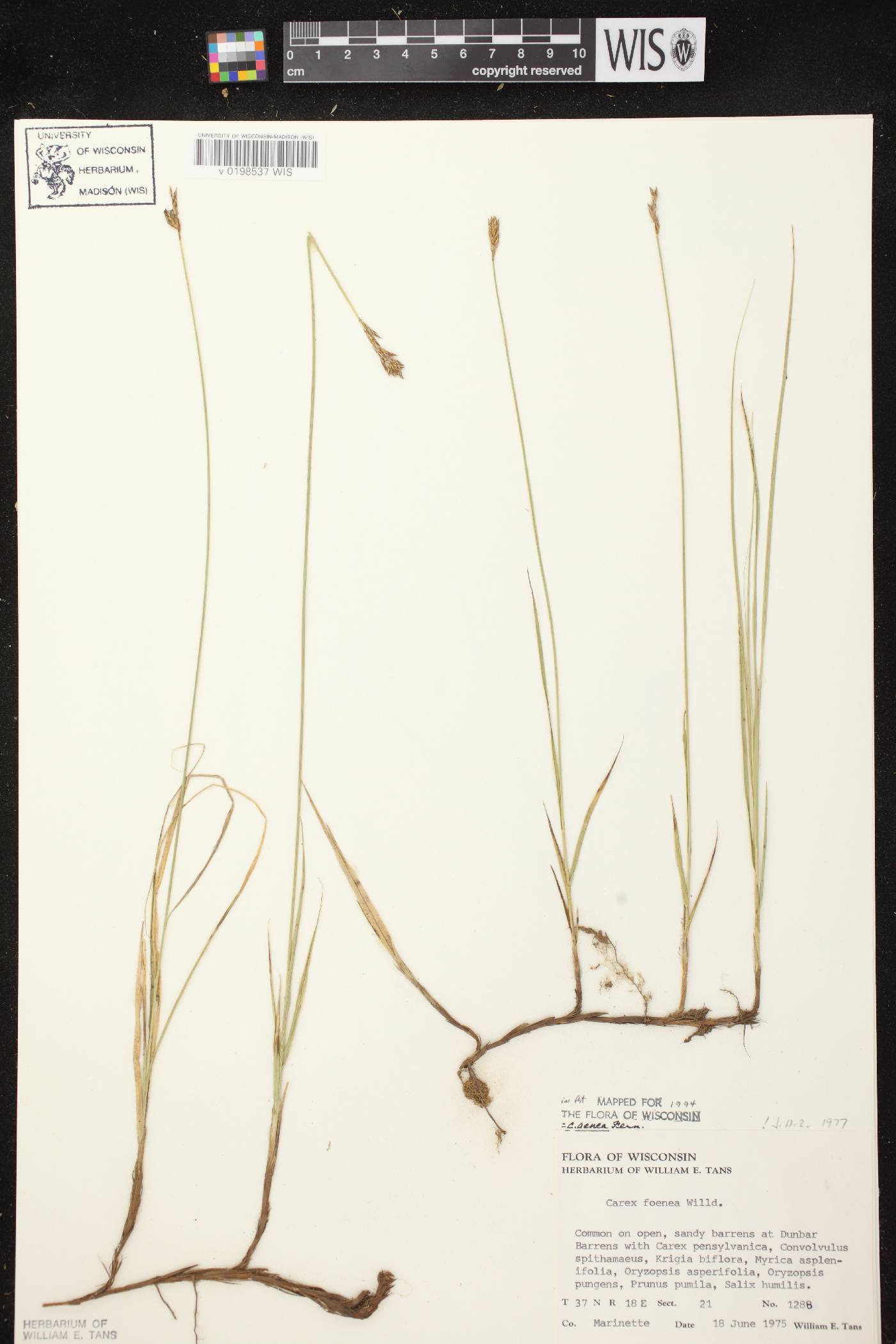 Carex siccata image