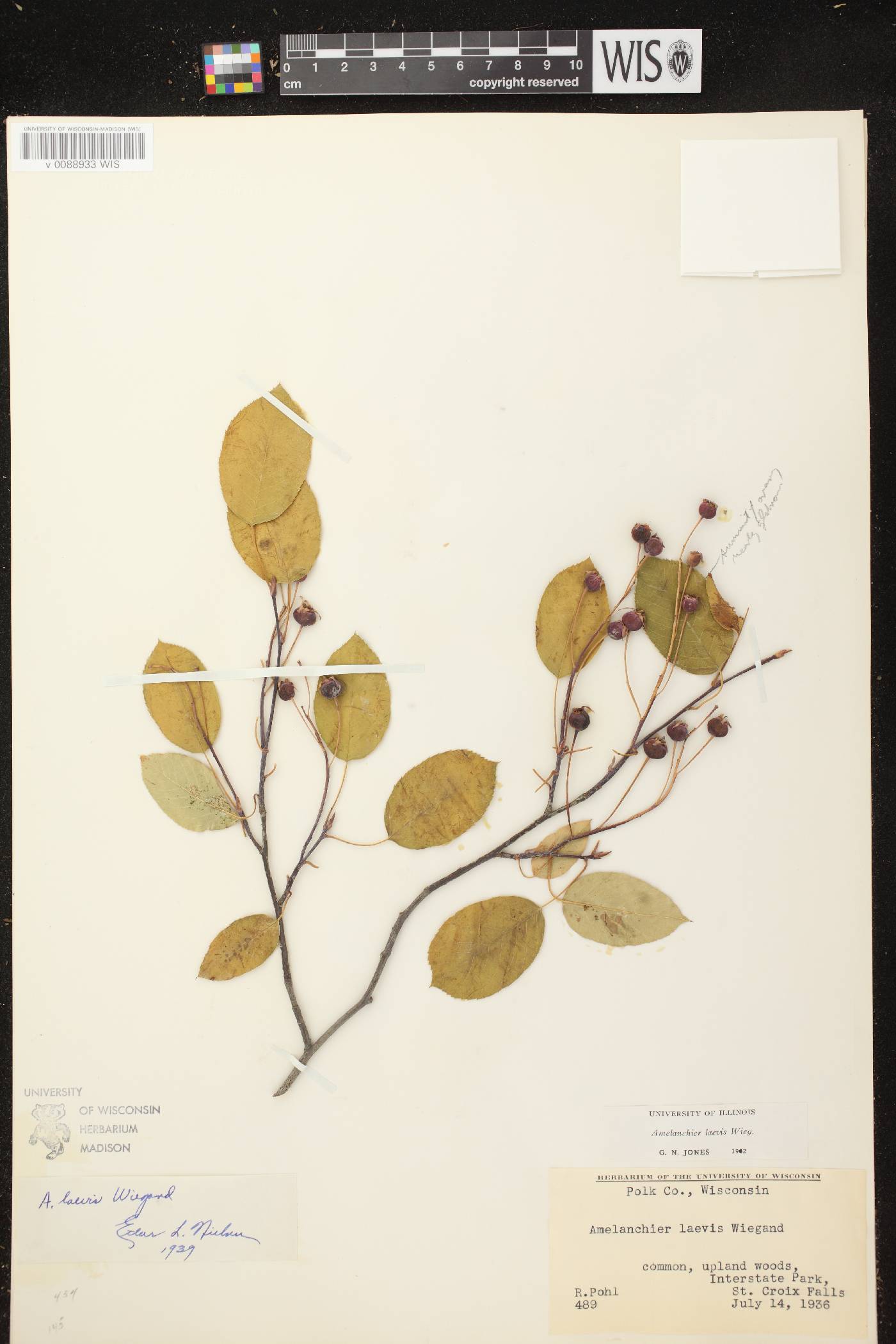 Amelanchier laevis image