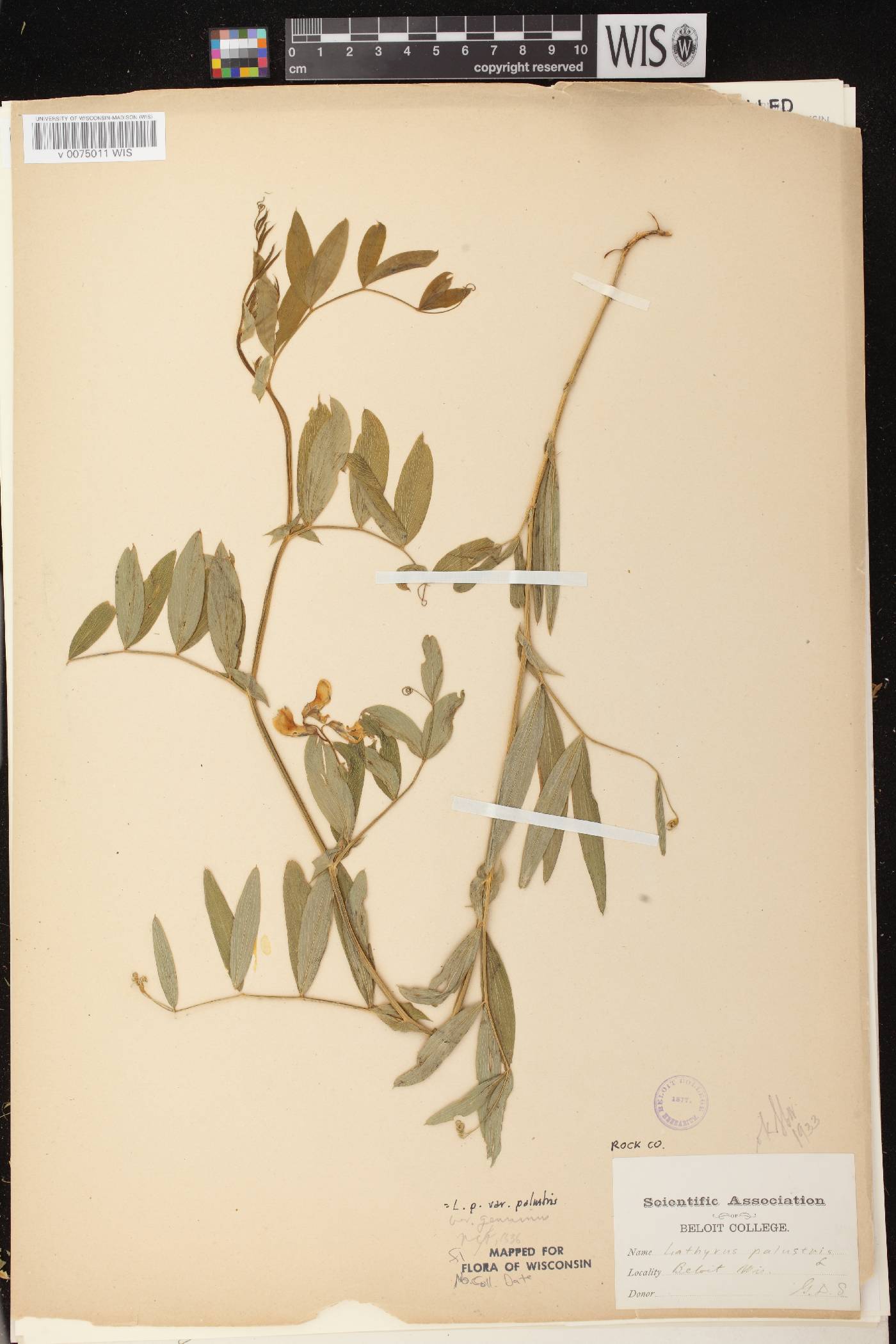 Lathyrus palustris image