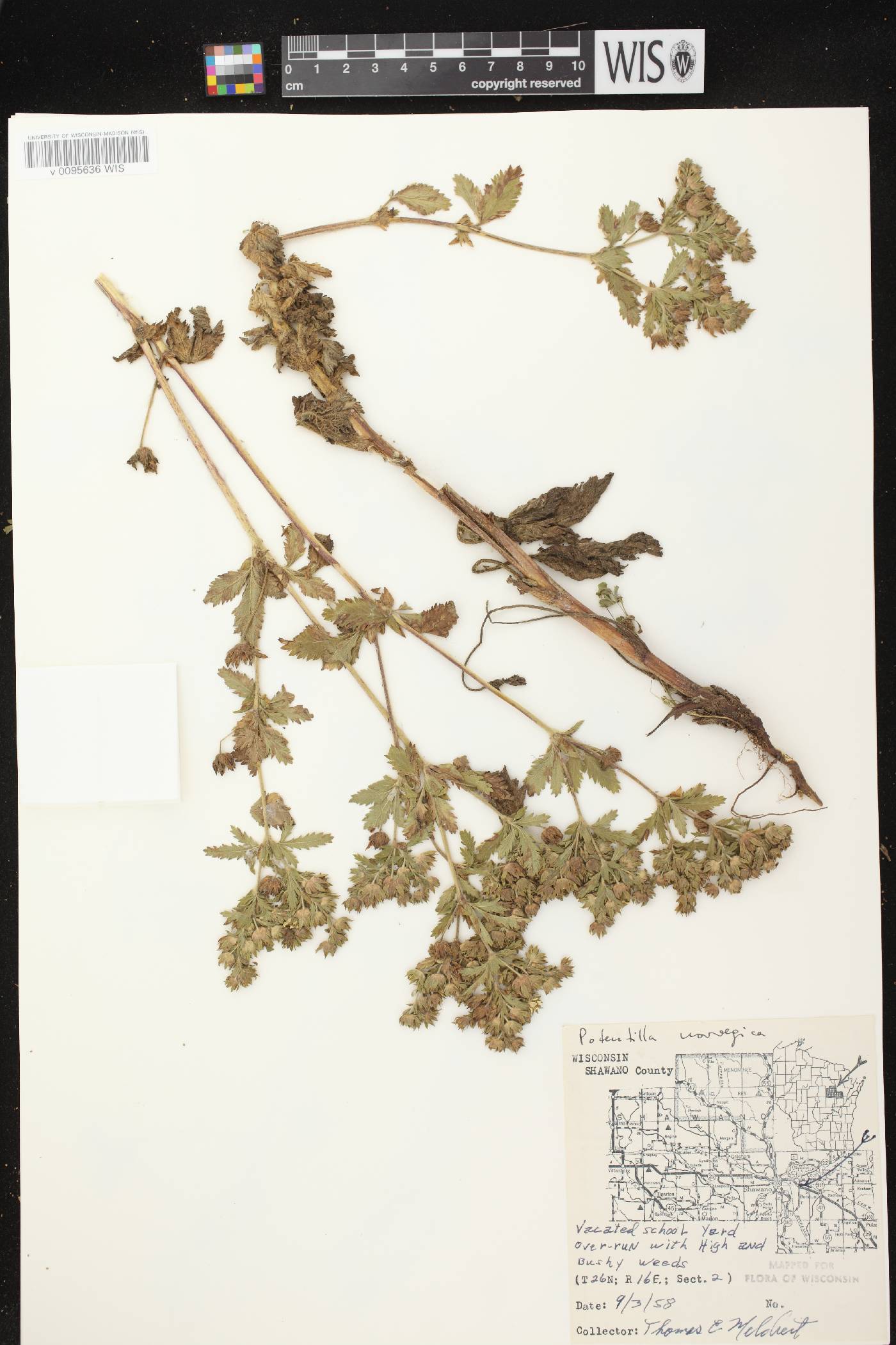 Potentilla norvegica image