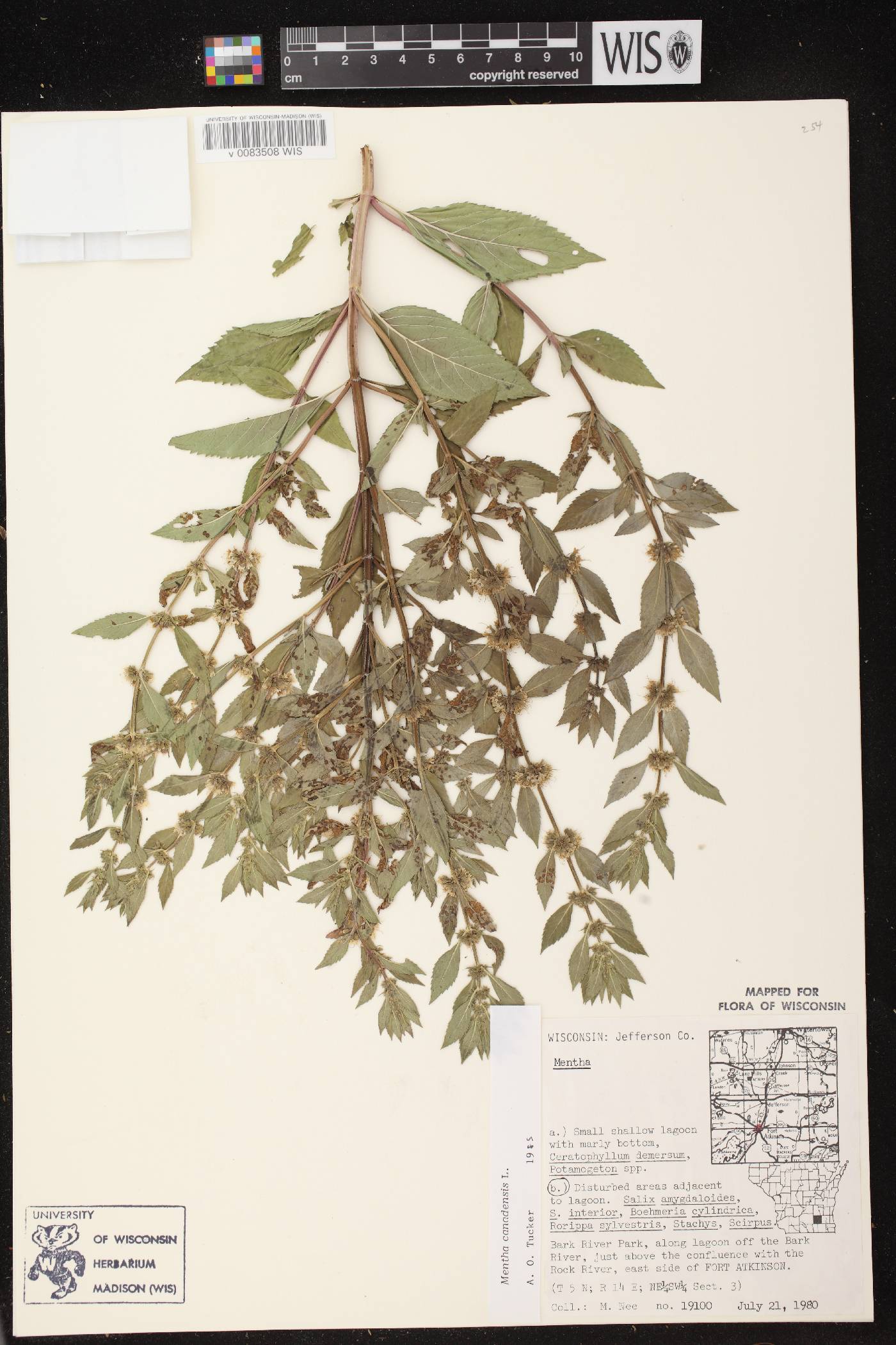 Mentha canadensis image