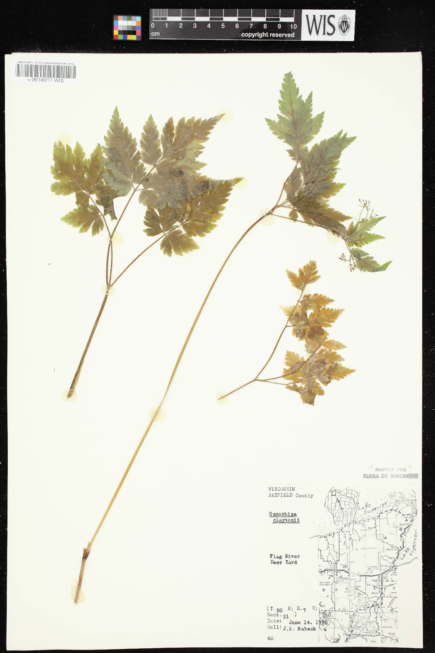 Osmorhiza claytonii image