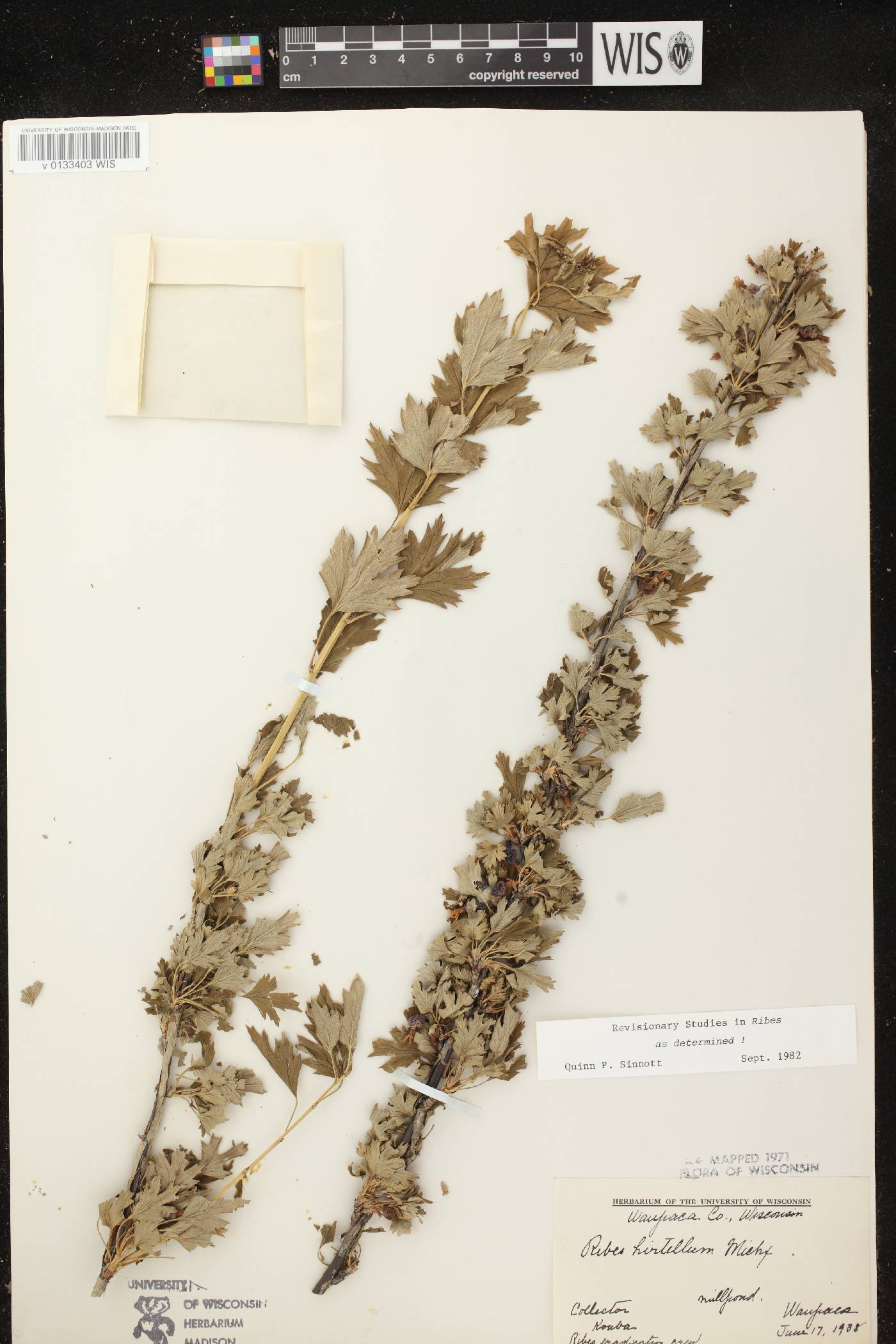Ribes hirtellum image