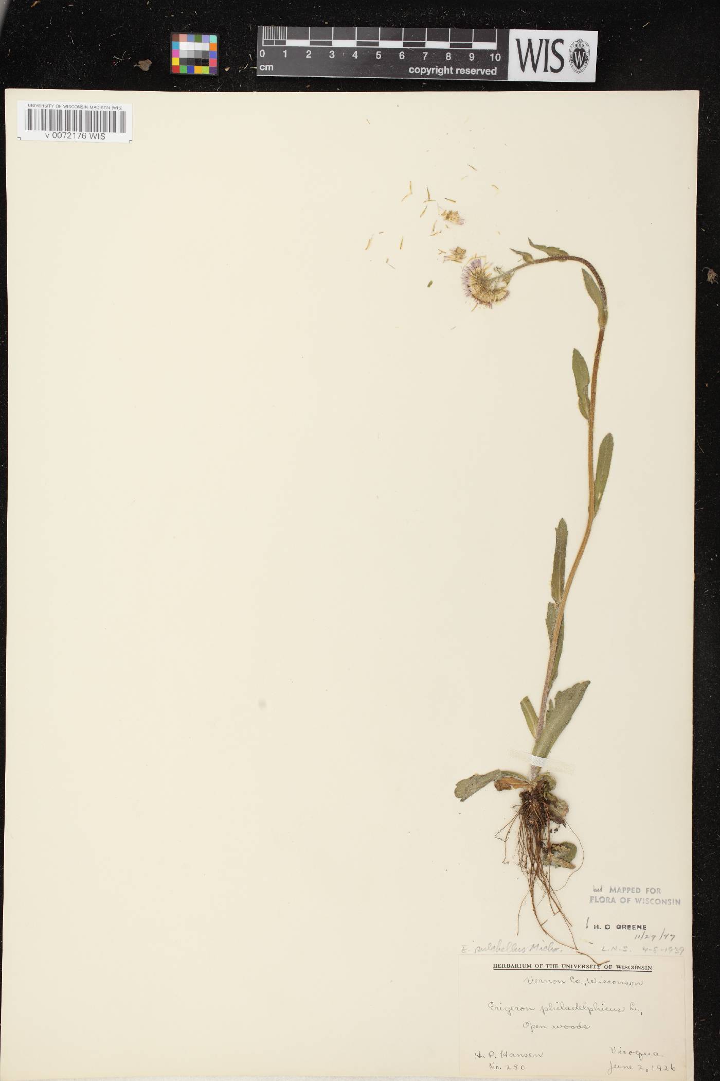 Erigeron pulchellus image