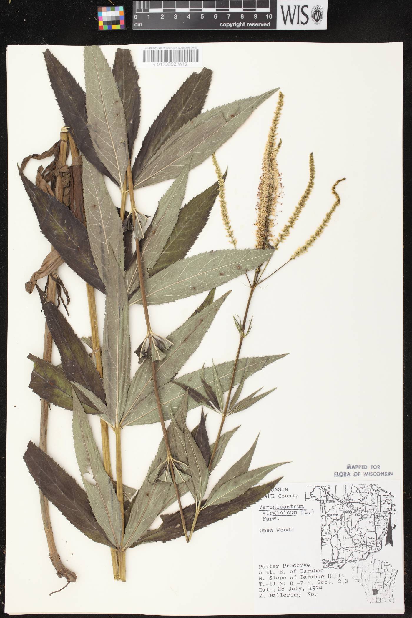 Veronicastrum virginicum image