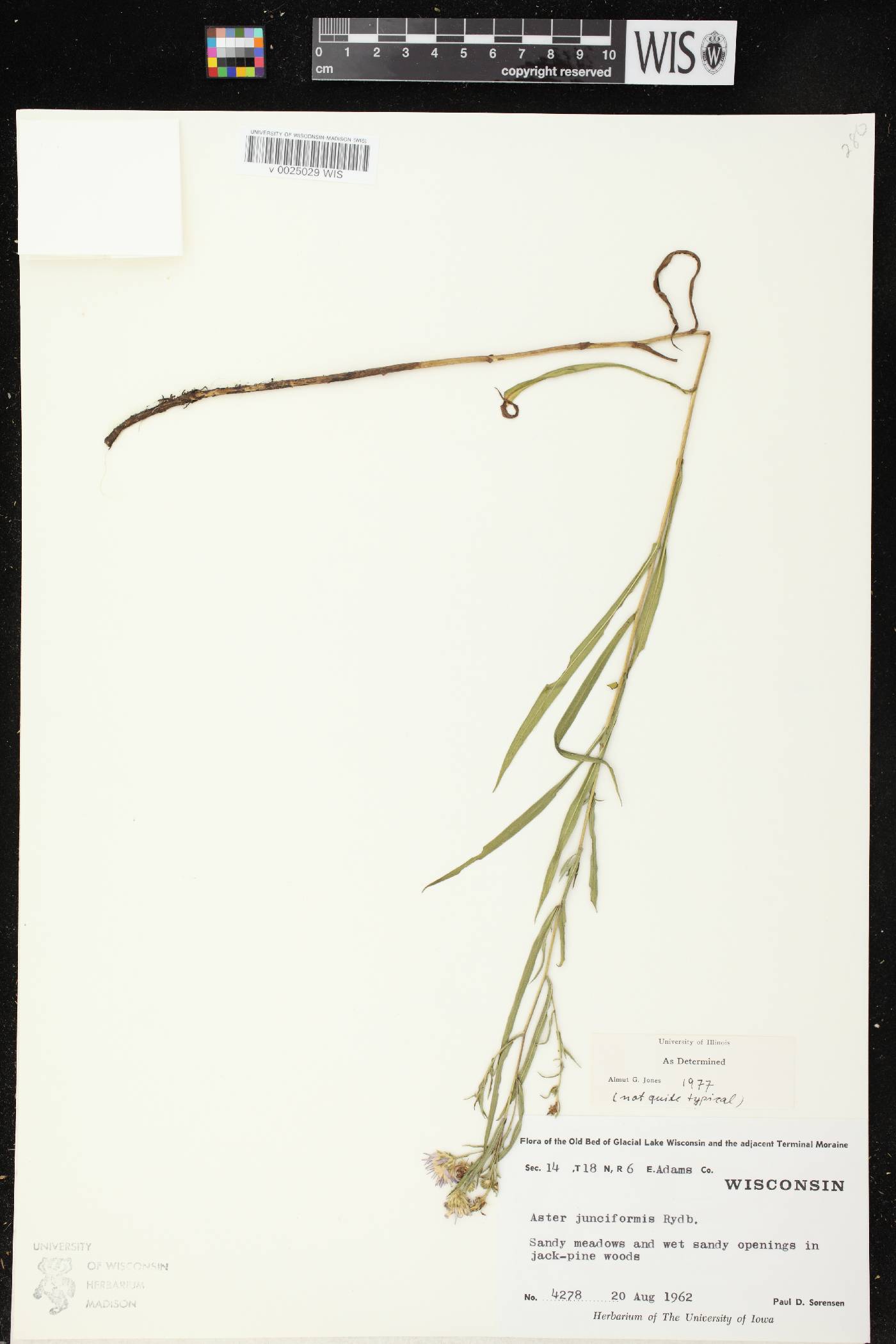 Symphyotrichum boreale image