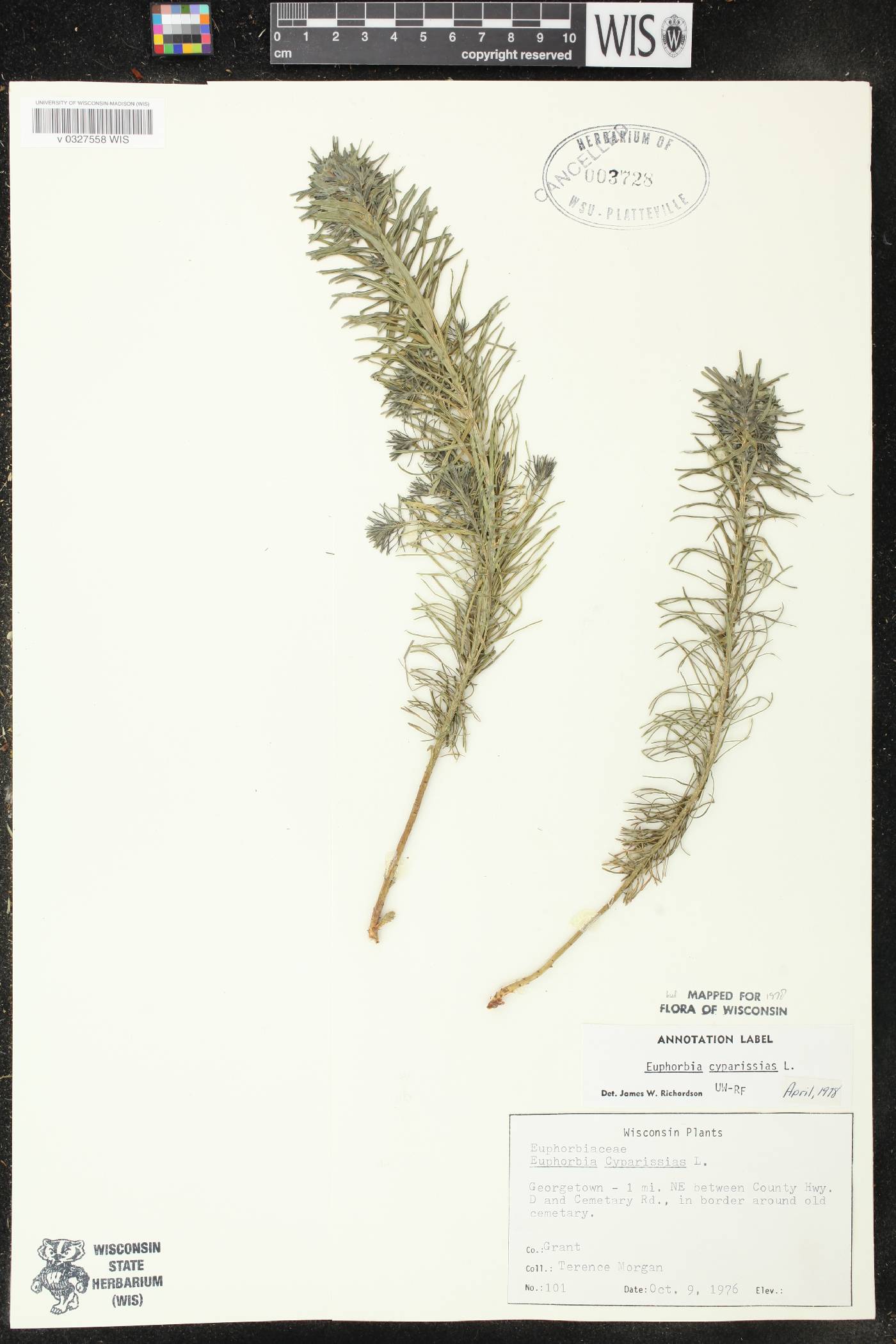Amphicarpaea bracteata image
