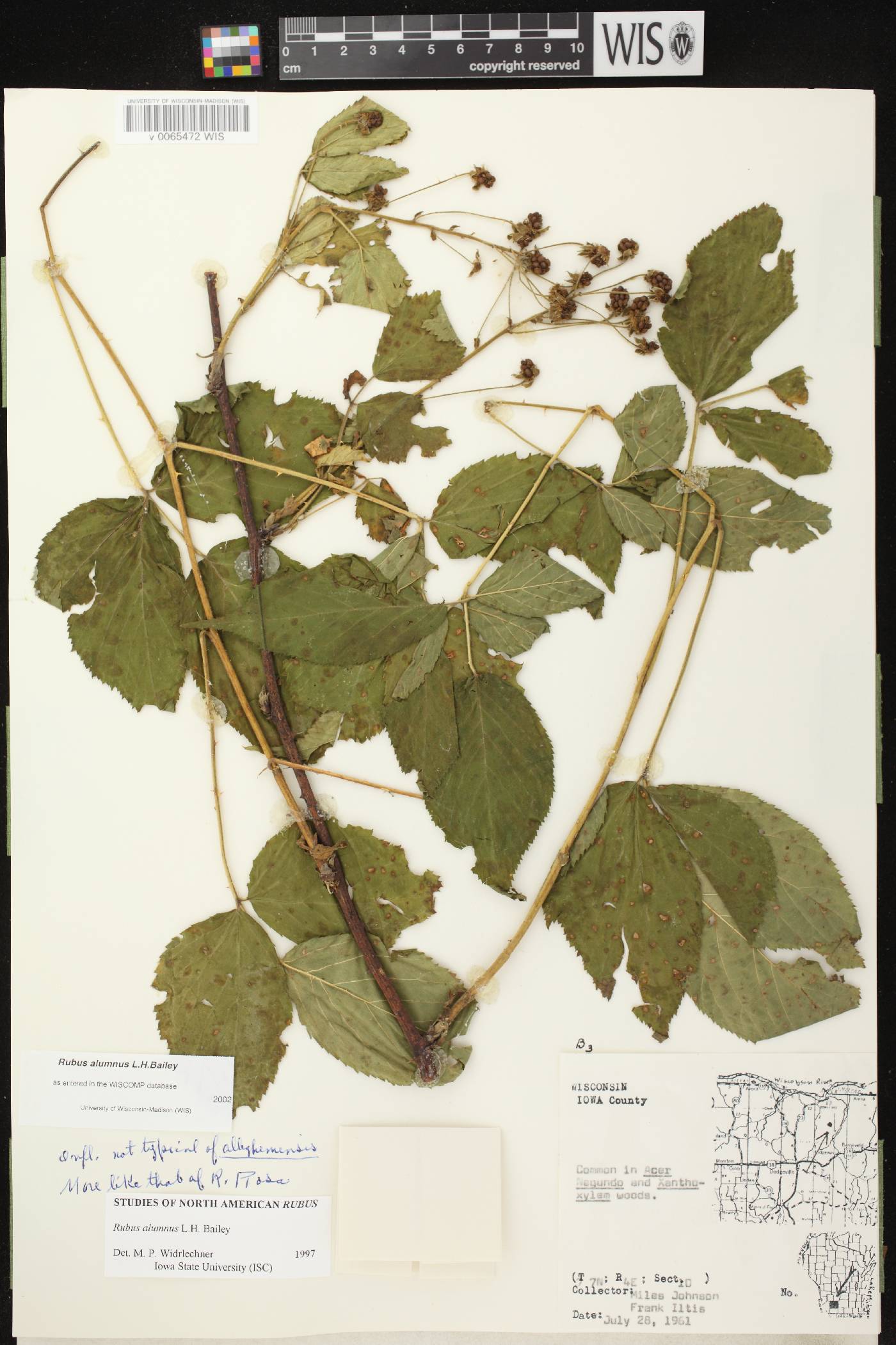 Rubus allegheniensis image