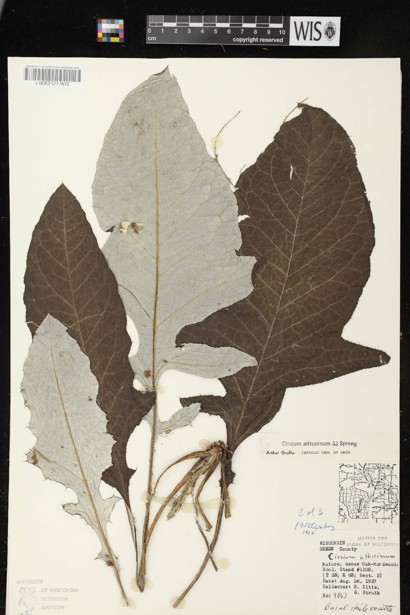 Cirsium altissimum image