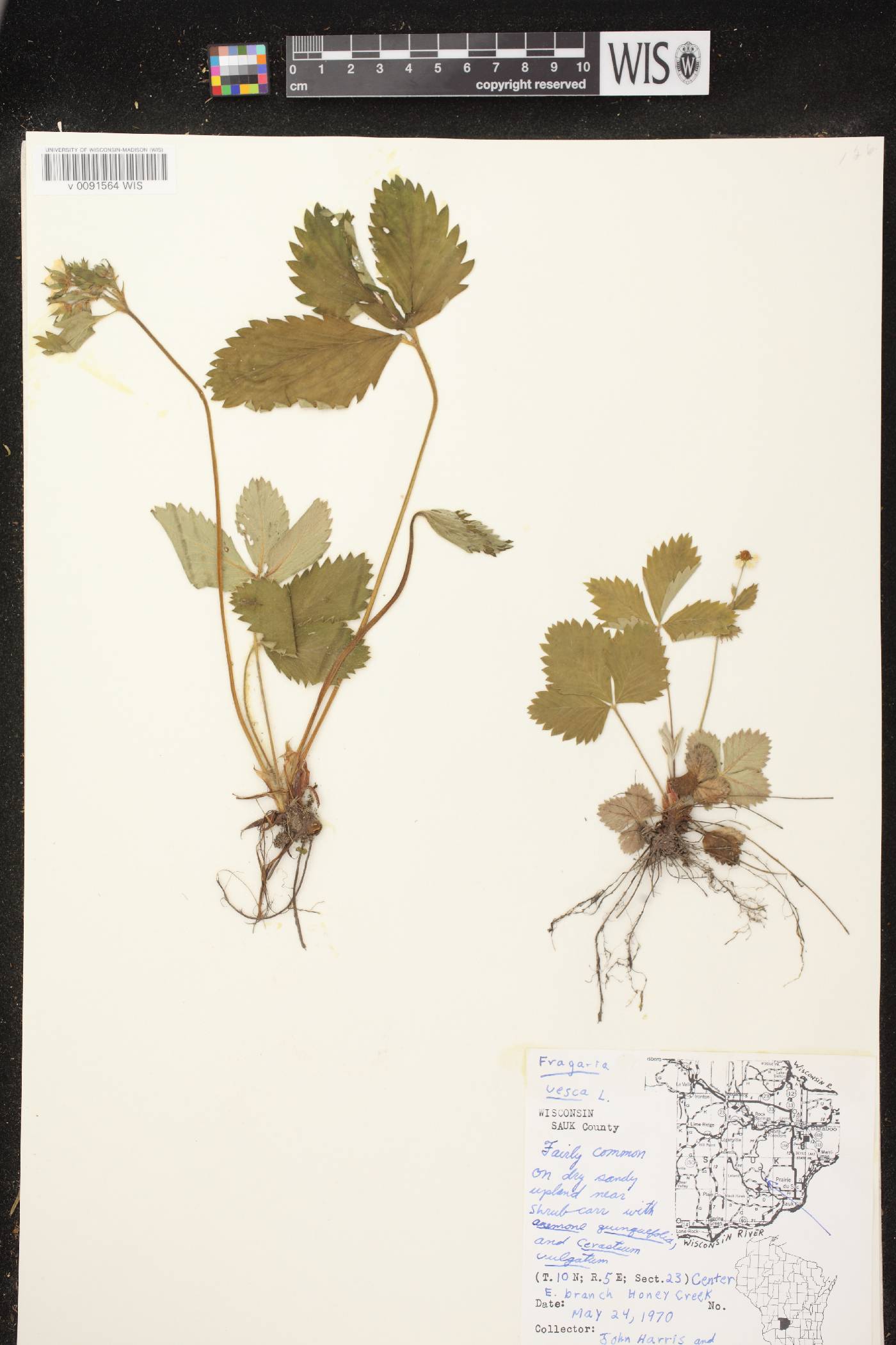 Fragaria vesca subsp. americana image
