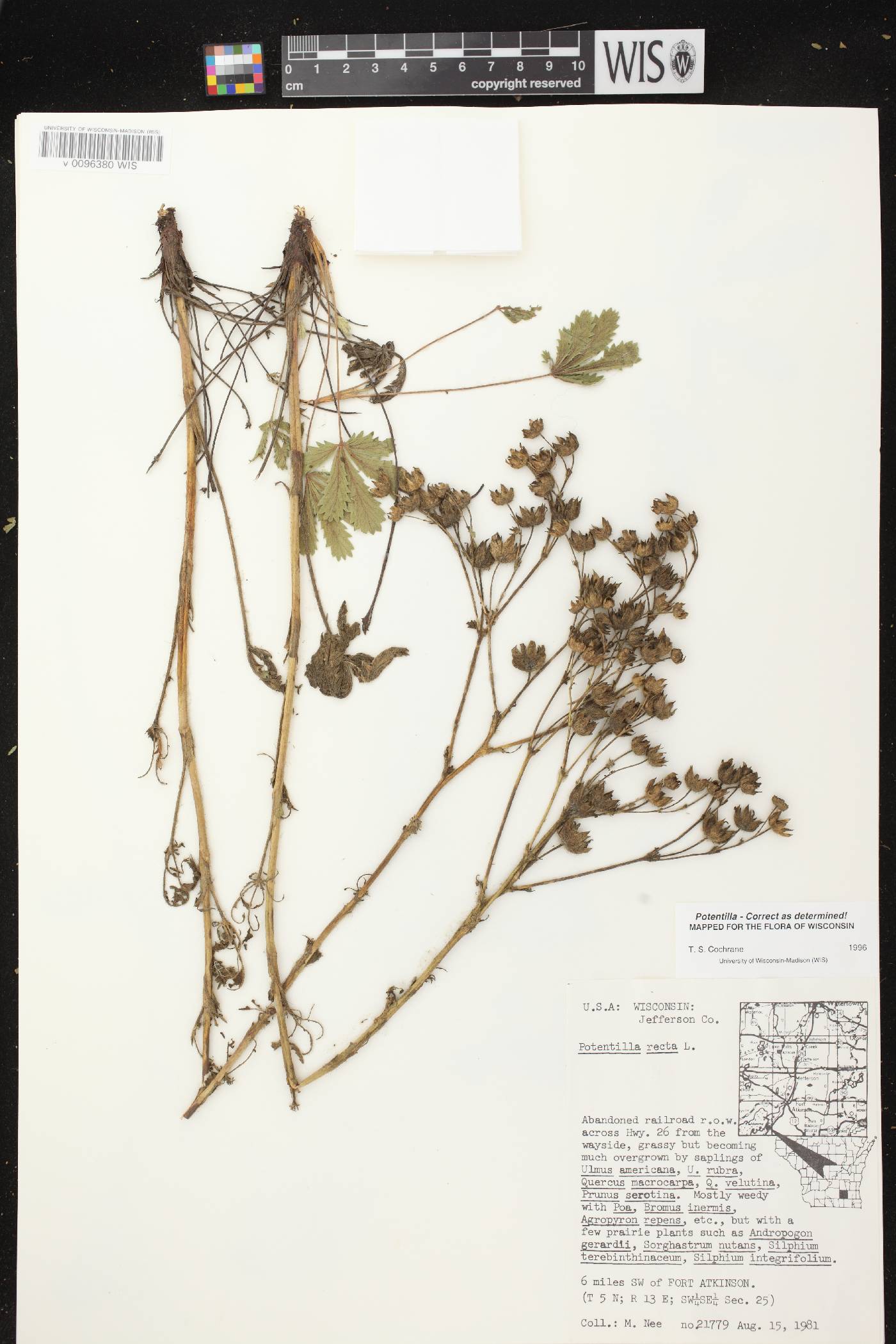 Potentilla recta image