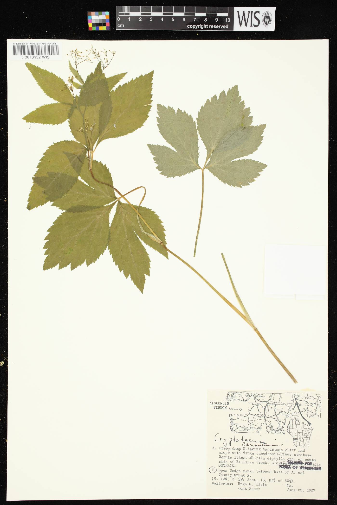 Cryptotaenia canadensis image