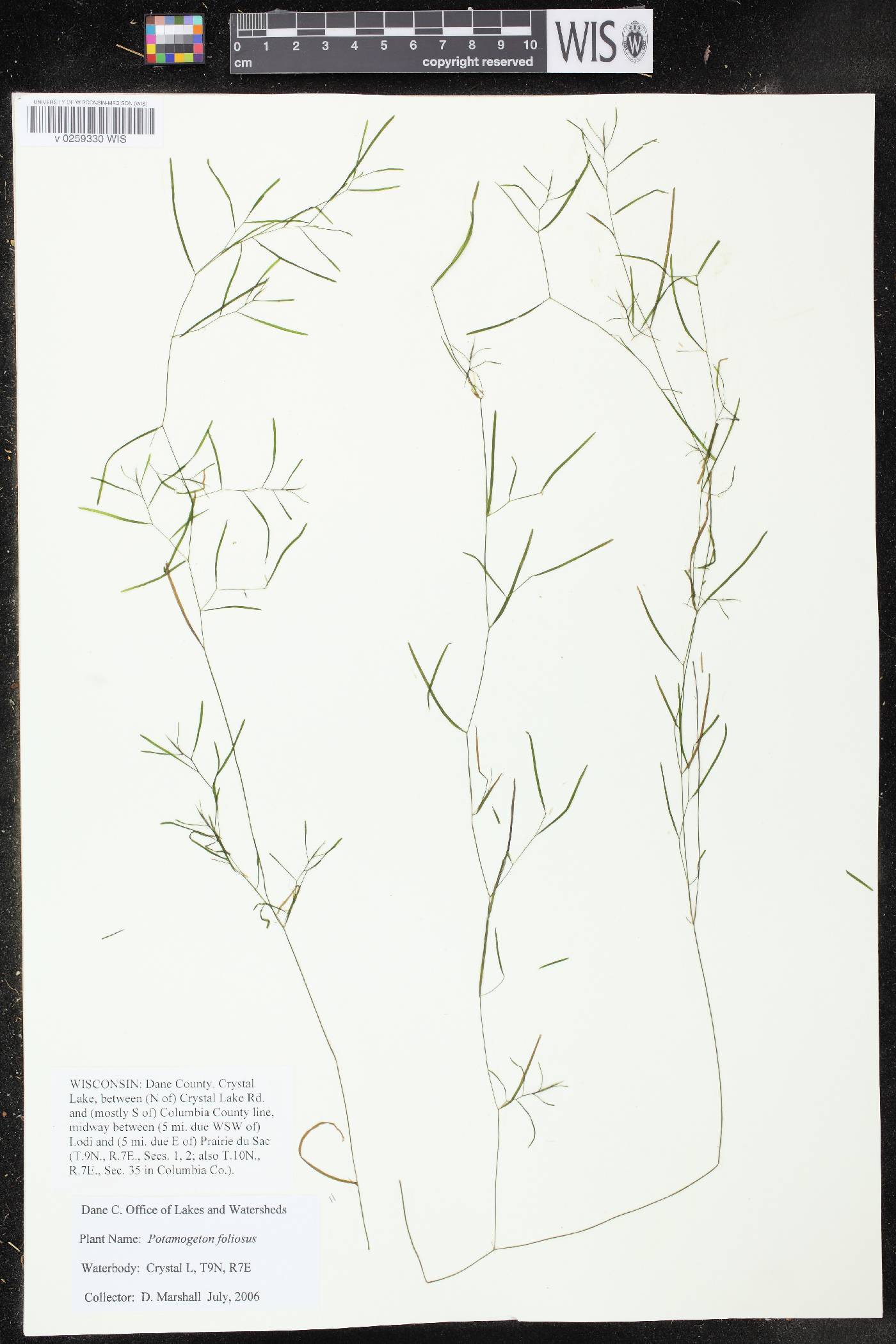 Potamogeton foliosus subsp. foliosus image