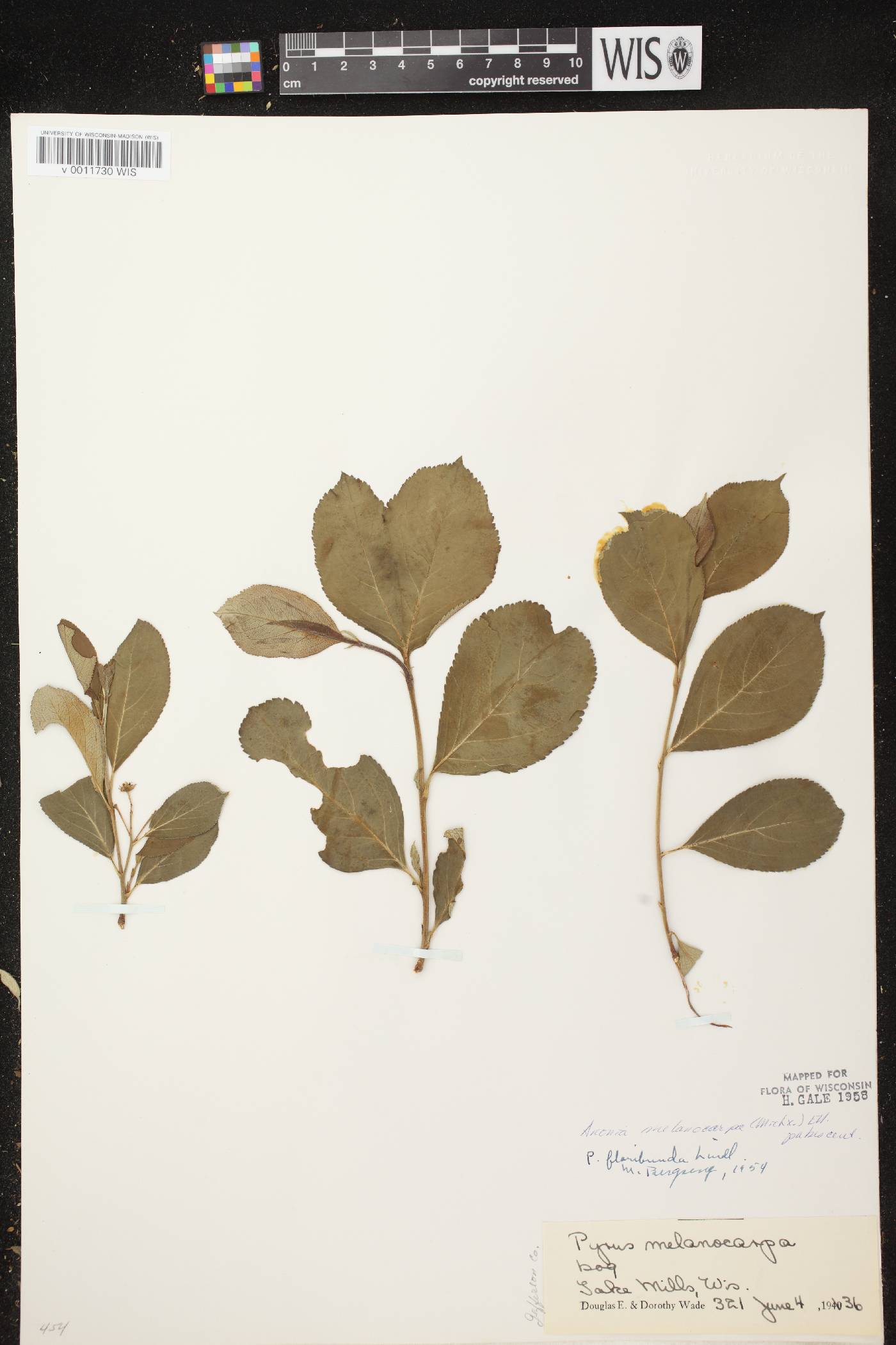 Aronia x prunifolia image