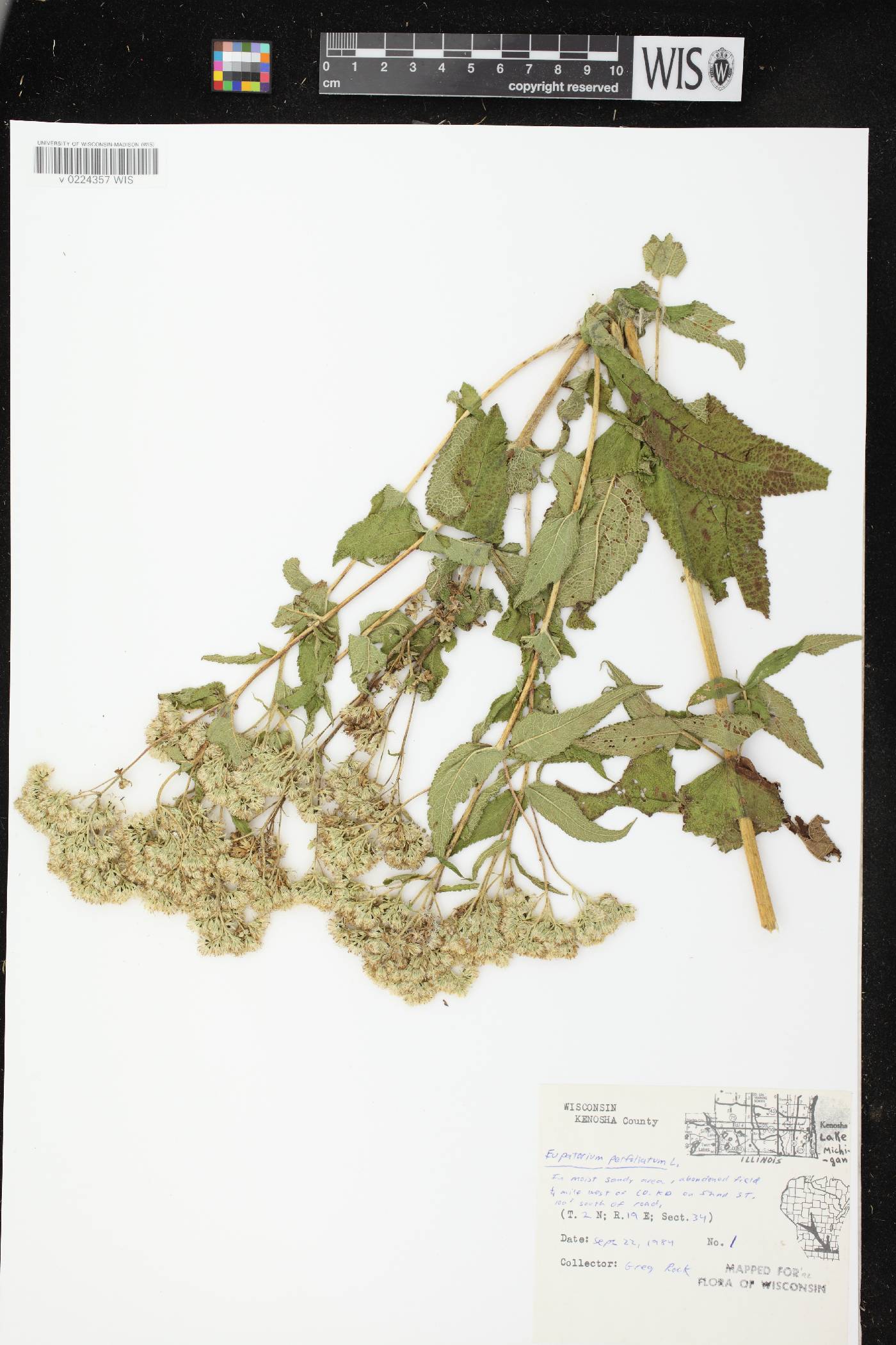 Eupatorium perfoliatum image