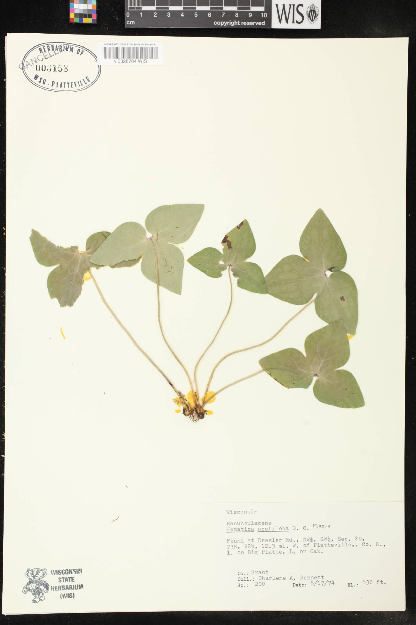 Anemone acutiloba image