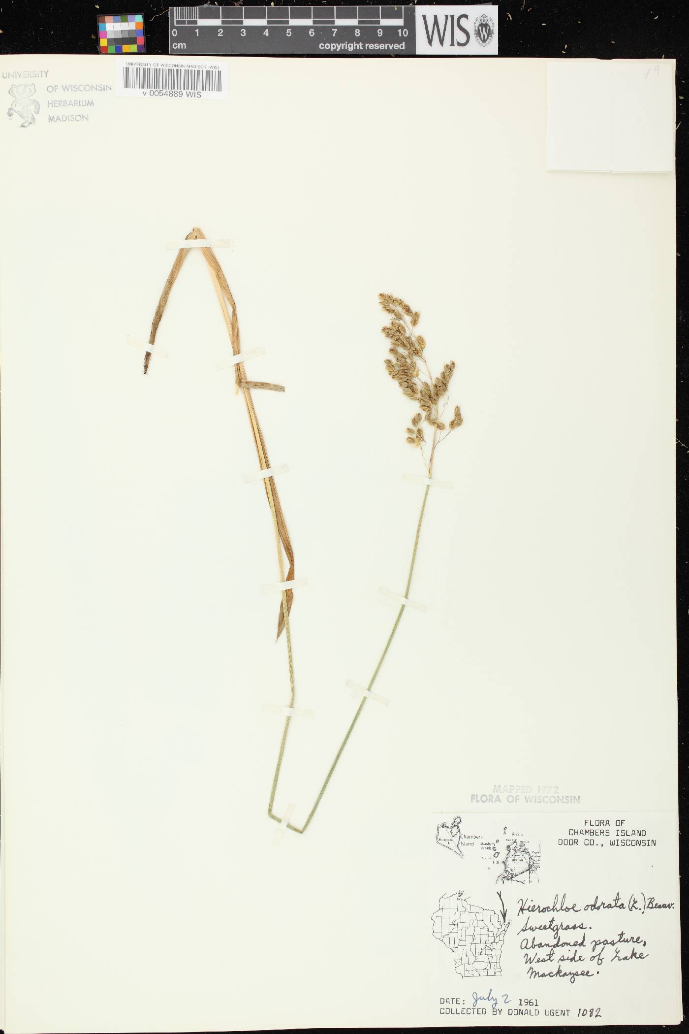 Anthoxanthum hirtum subsp. arcticum image