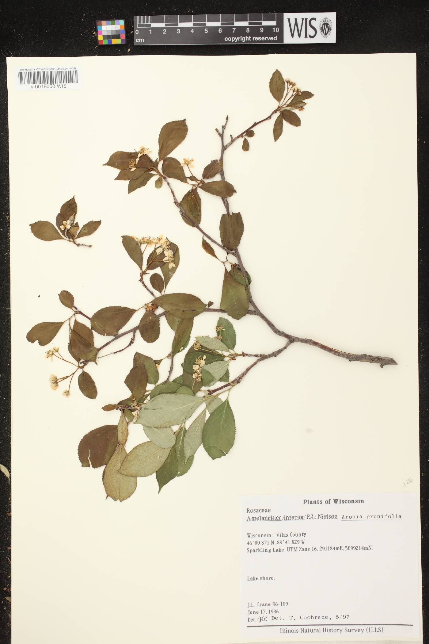 Aronia x prunifolia image