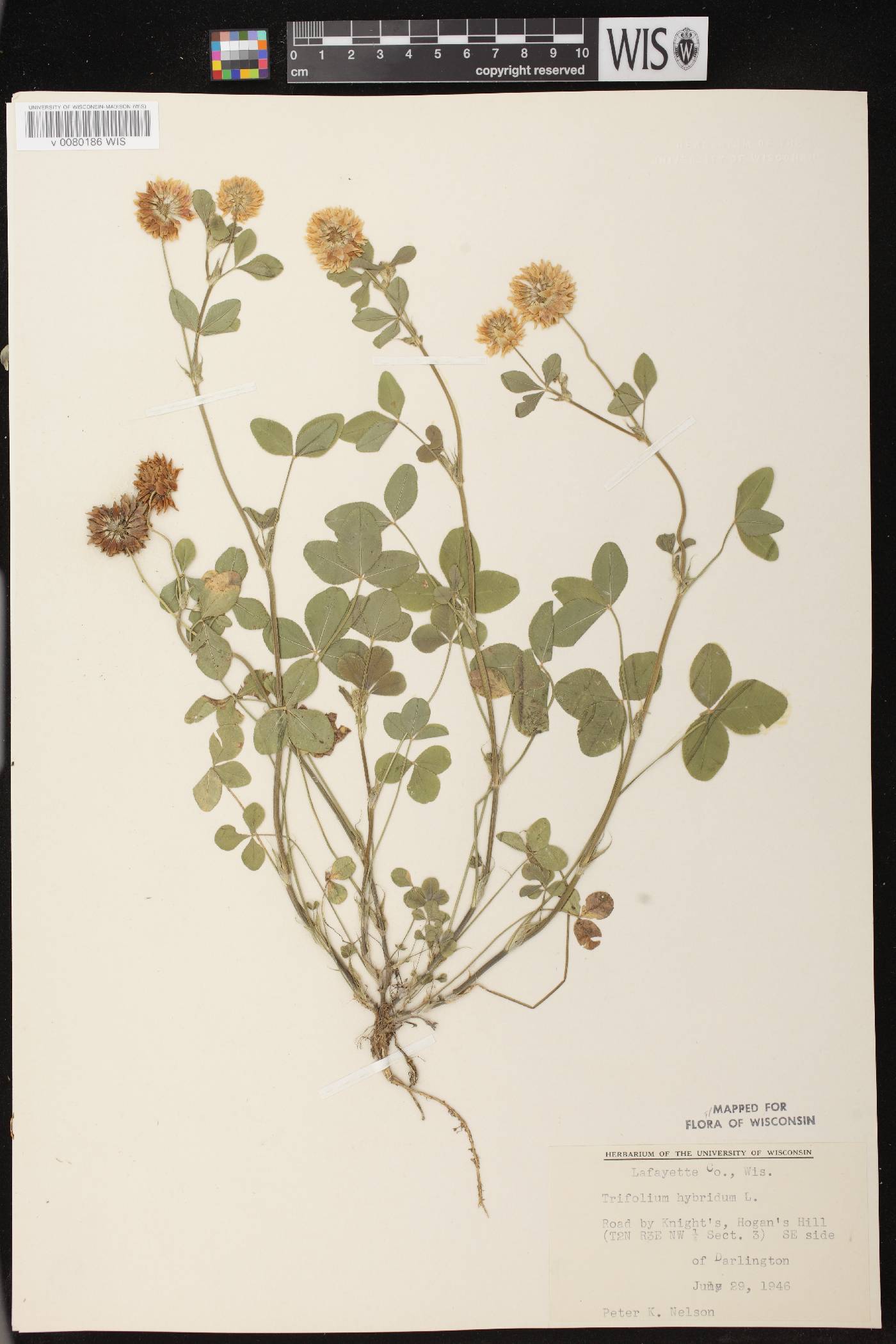 Trifolium hybridum image