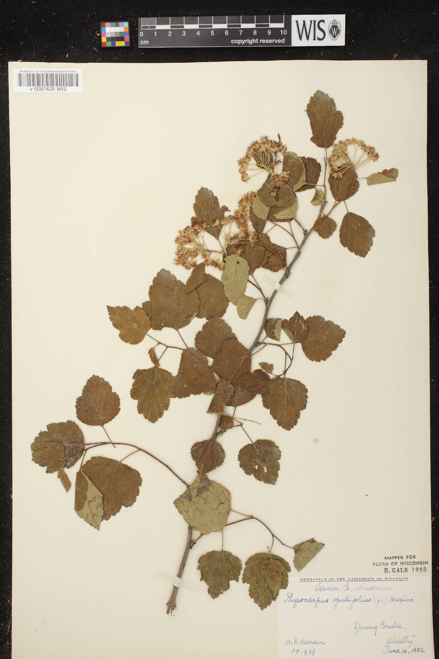 Physocarpus opulifolius image
