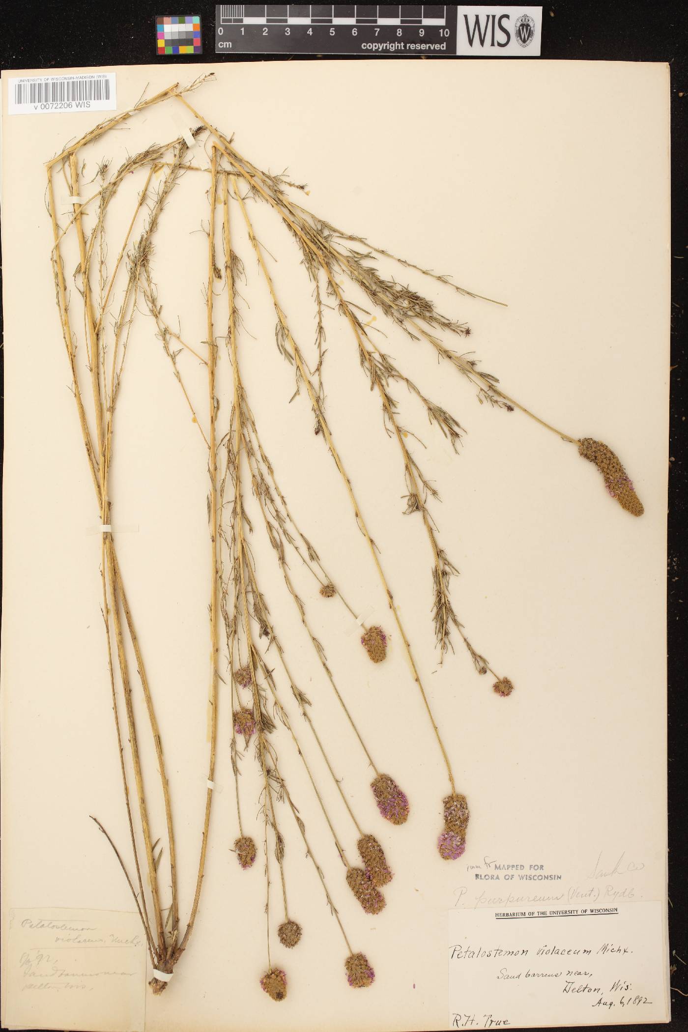 Dalea purpurea var. purpurea image