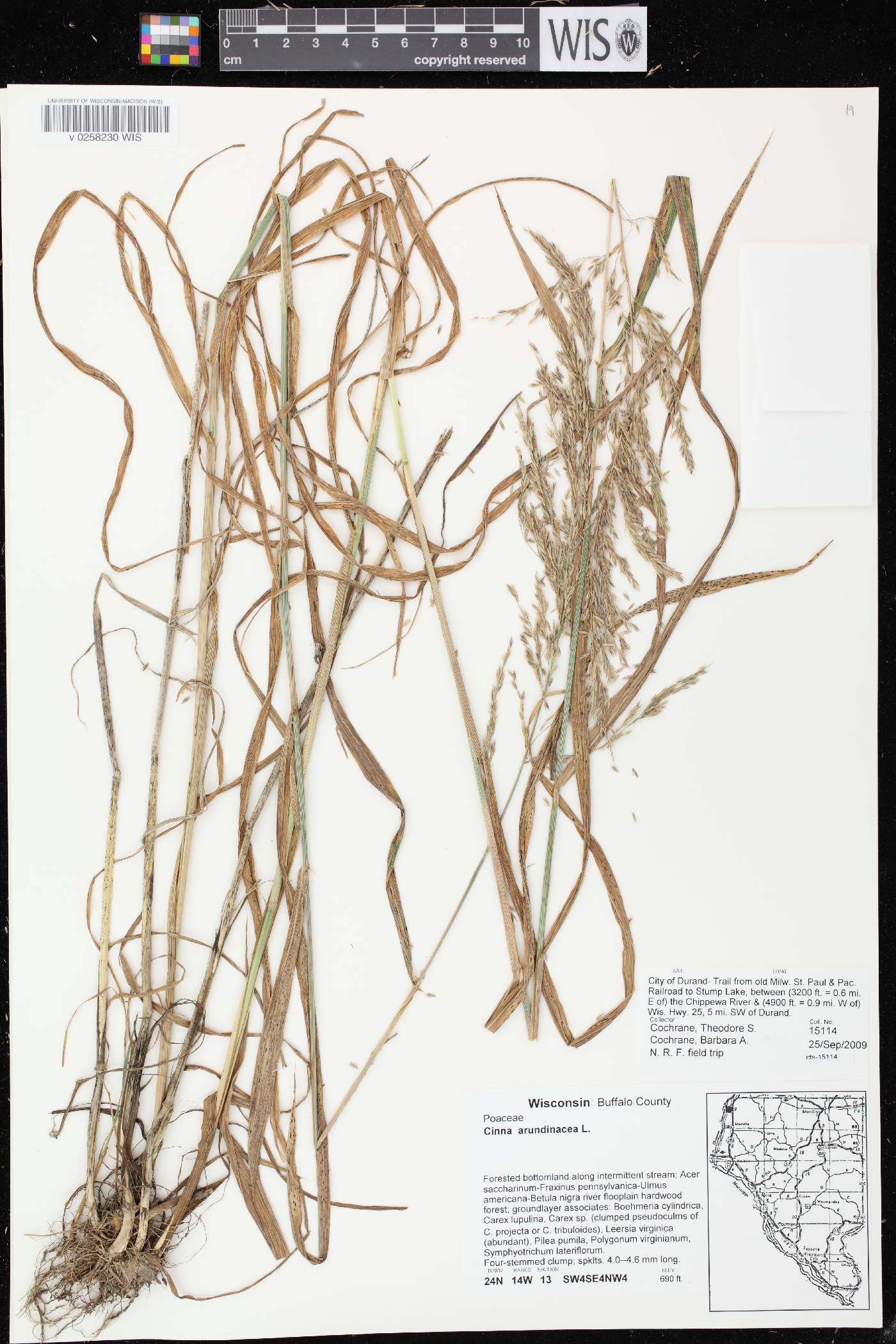 Cinna arundinacea image