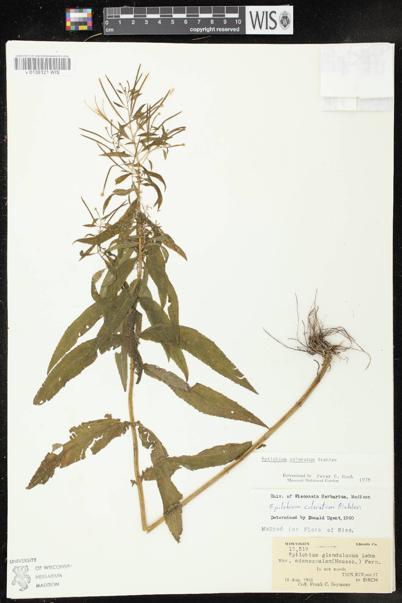 Epilobium coloratum image