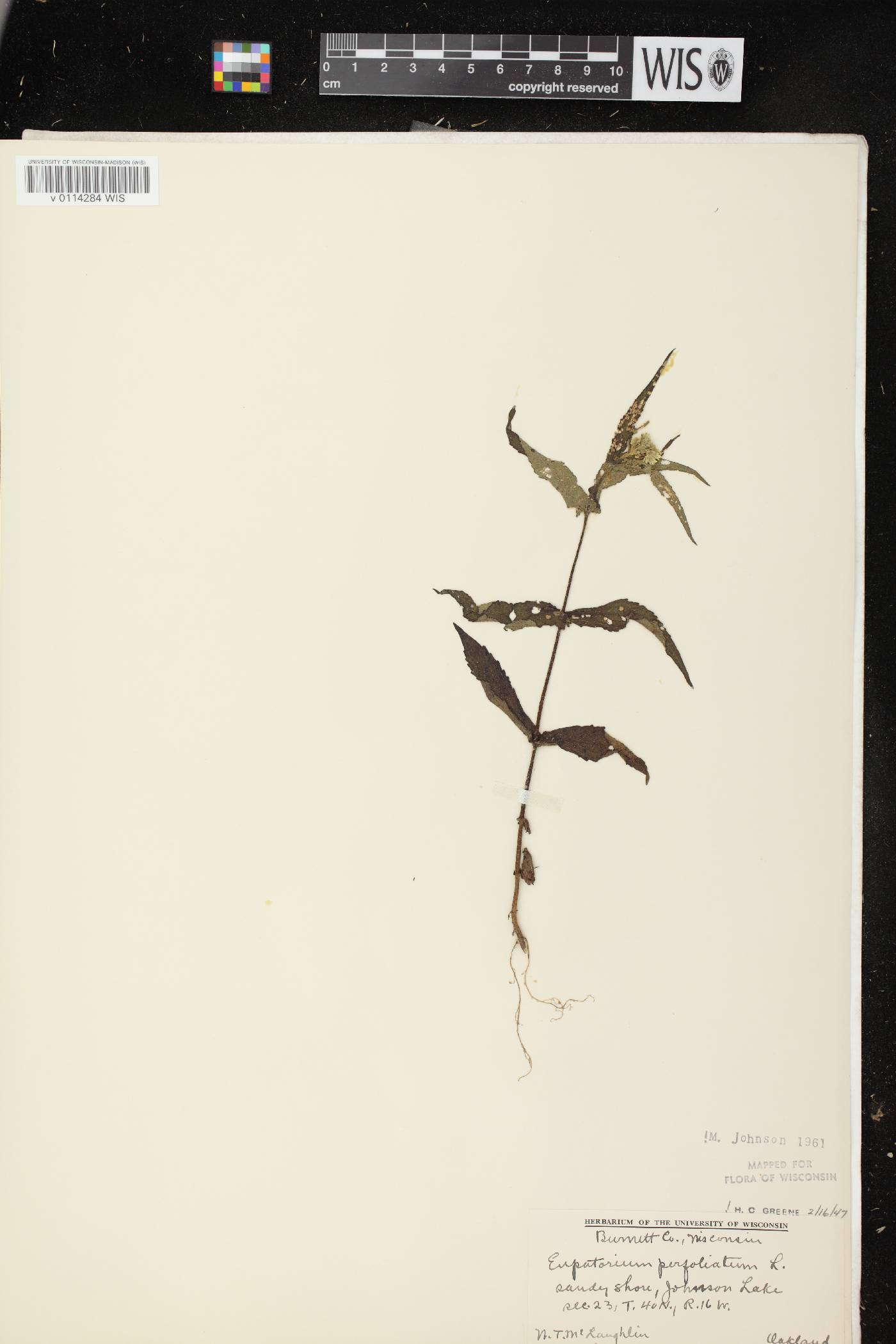 Eupatorium perfoliatum image