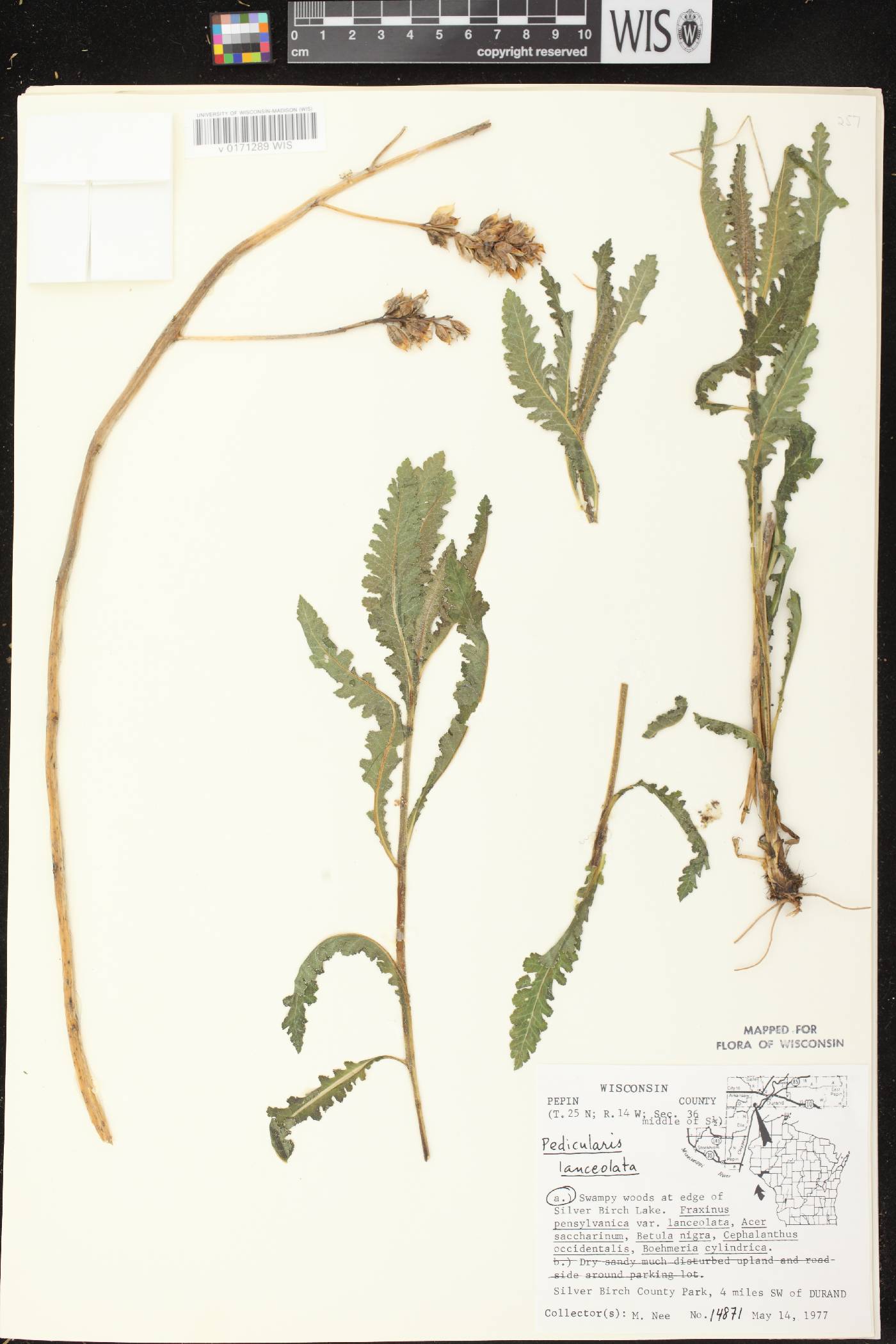 Pedicularis lanceolata image
