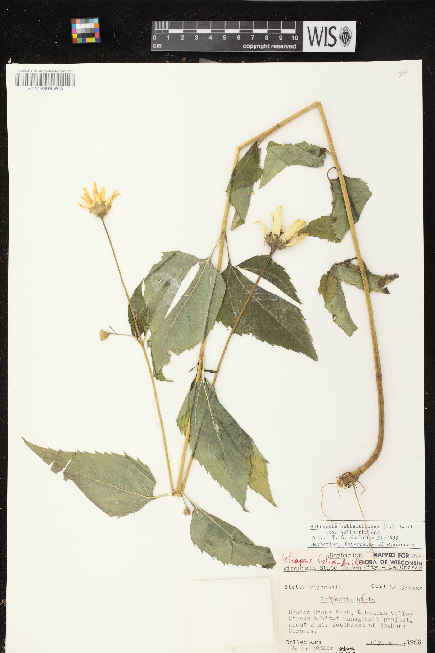 Heliopsis helianthoides image