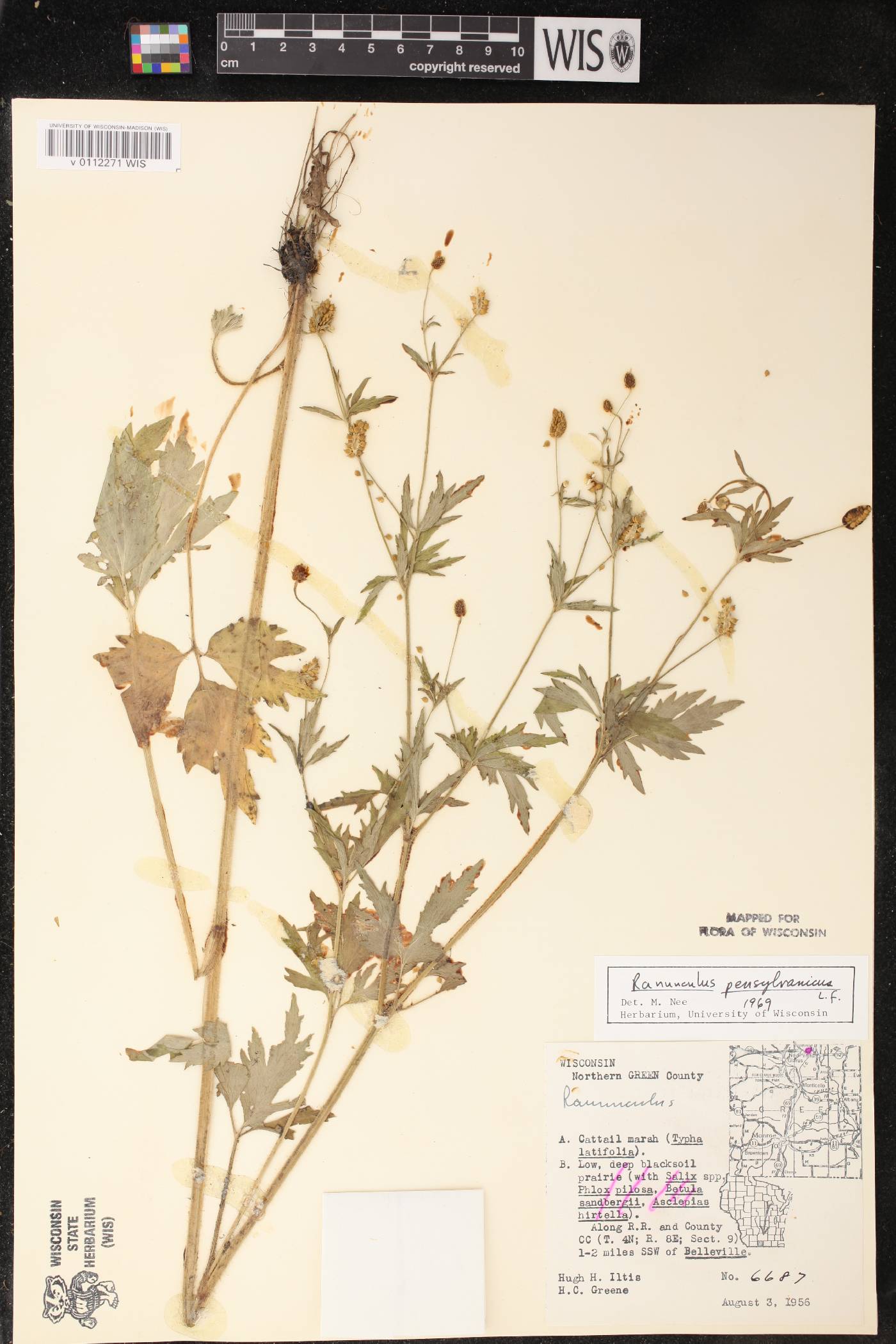 Ranunculus pensylvanicus image