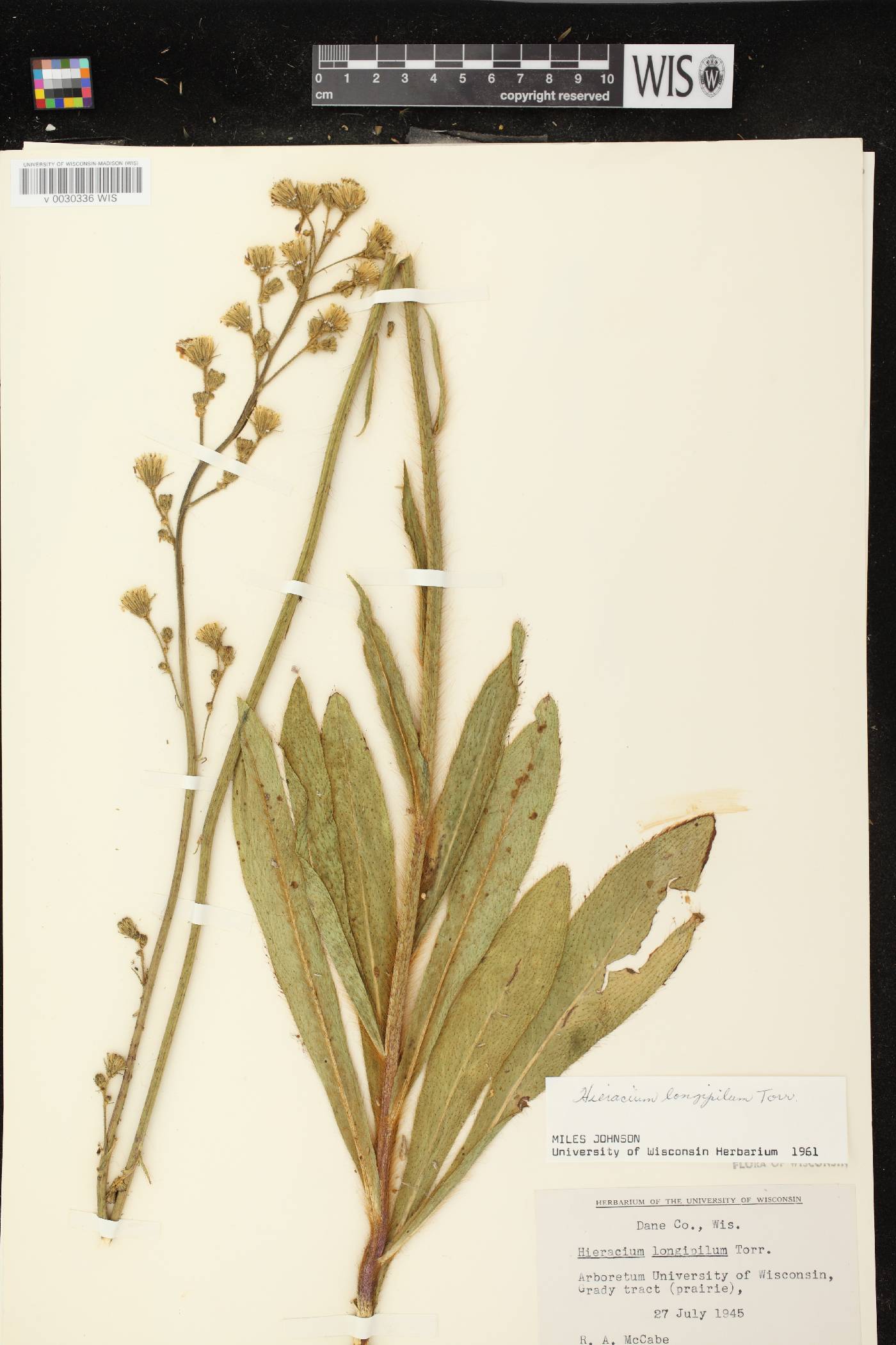 Hieracium longipilum image