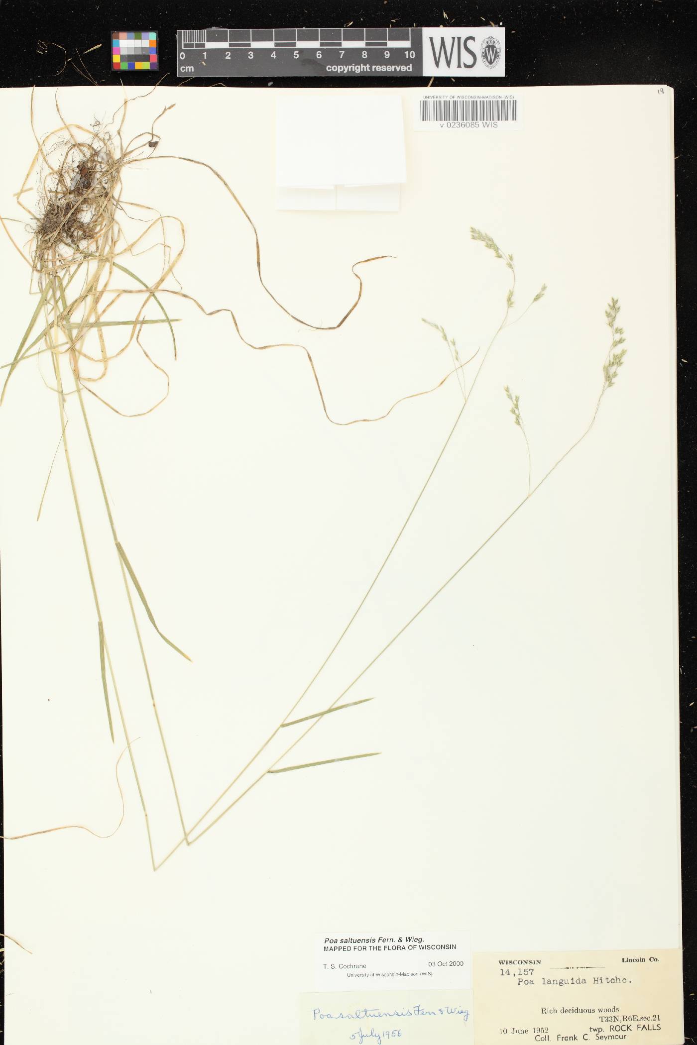 Poa saltuensis image